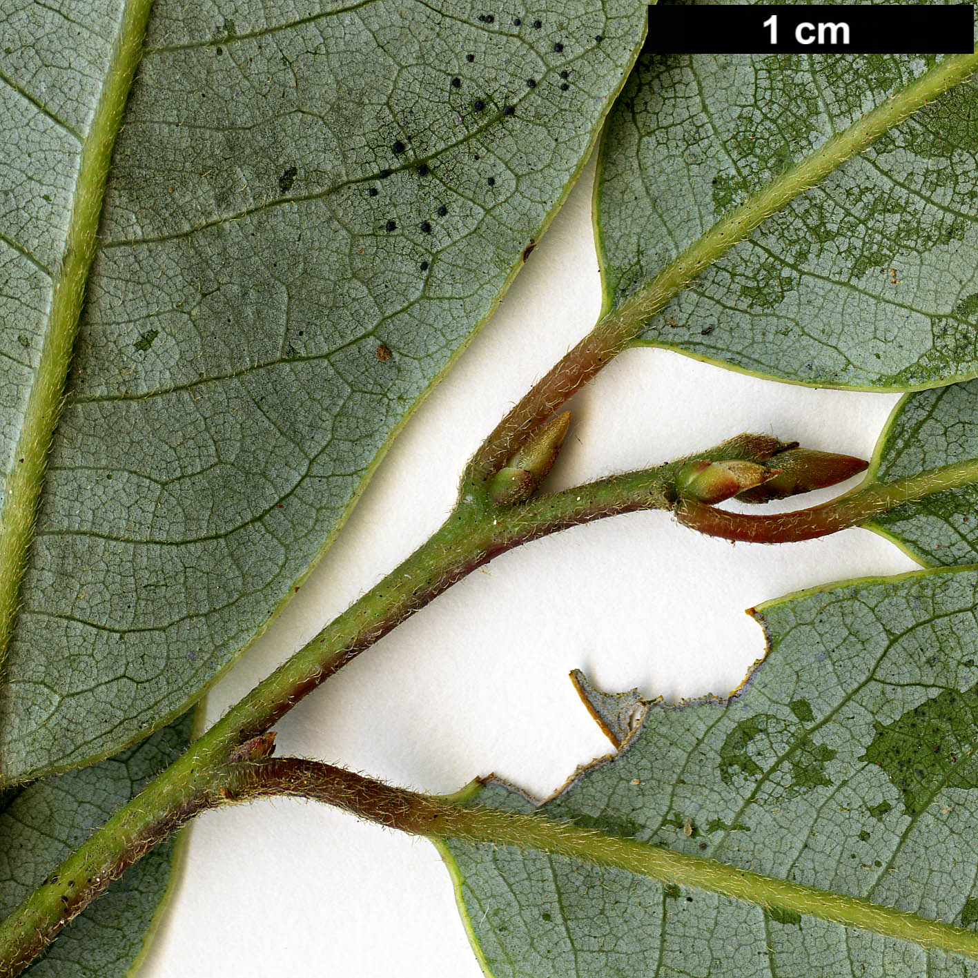 High resolution image: Family: Lauraceae - Genus: Litsea - Taxon: glaucescens