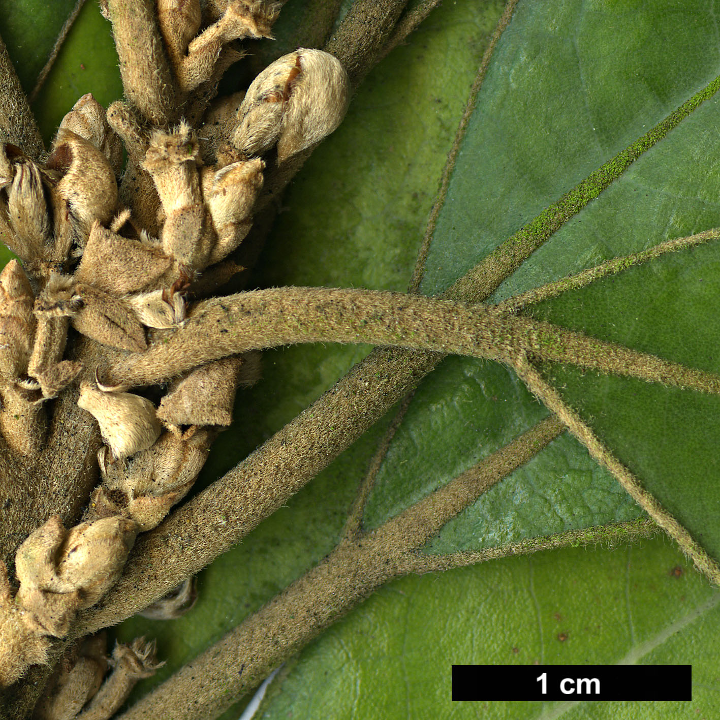 High resolution image: Family: Lauraceae - Genus: Litsea - Taxon: japonica