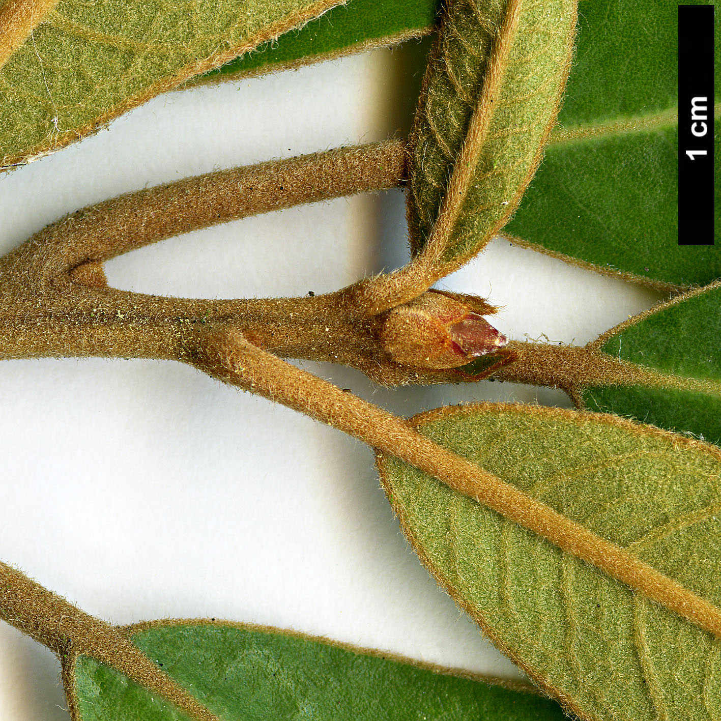 High resolution image: Family: Lauraceae - Genus: Litsea - Taxon: japonica