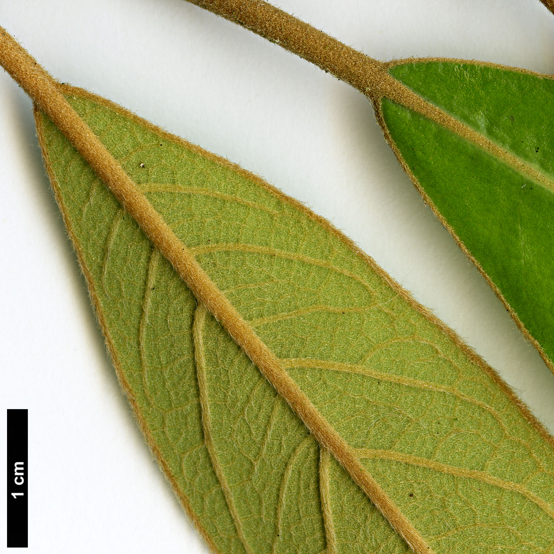 High resolution image: Family: Lauraceae - Genus: Litsea - Taxon: japonica