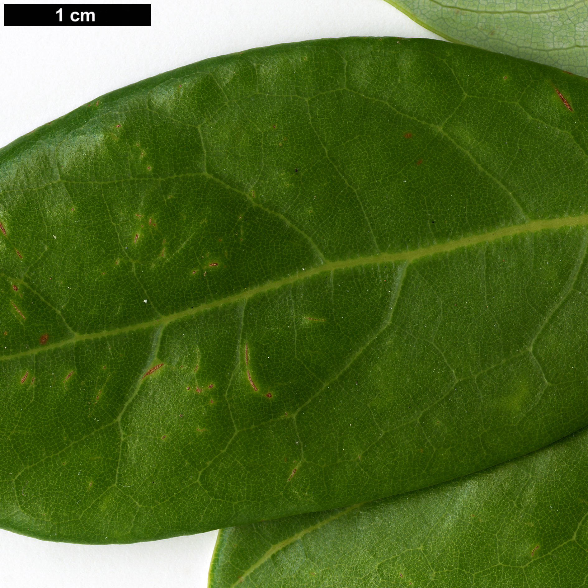 High resolution image: Family: Lauraceae - Genus: Machilus - Taxon: breviflora