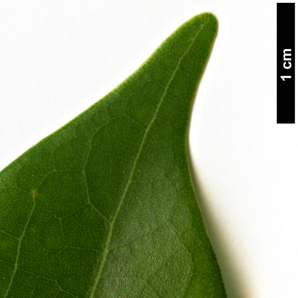 High resolution image: Family: Lauraceae - Genus: Machilus - Taxon: breviflora