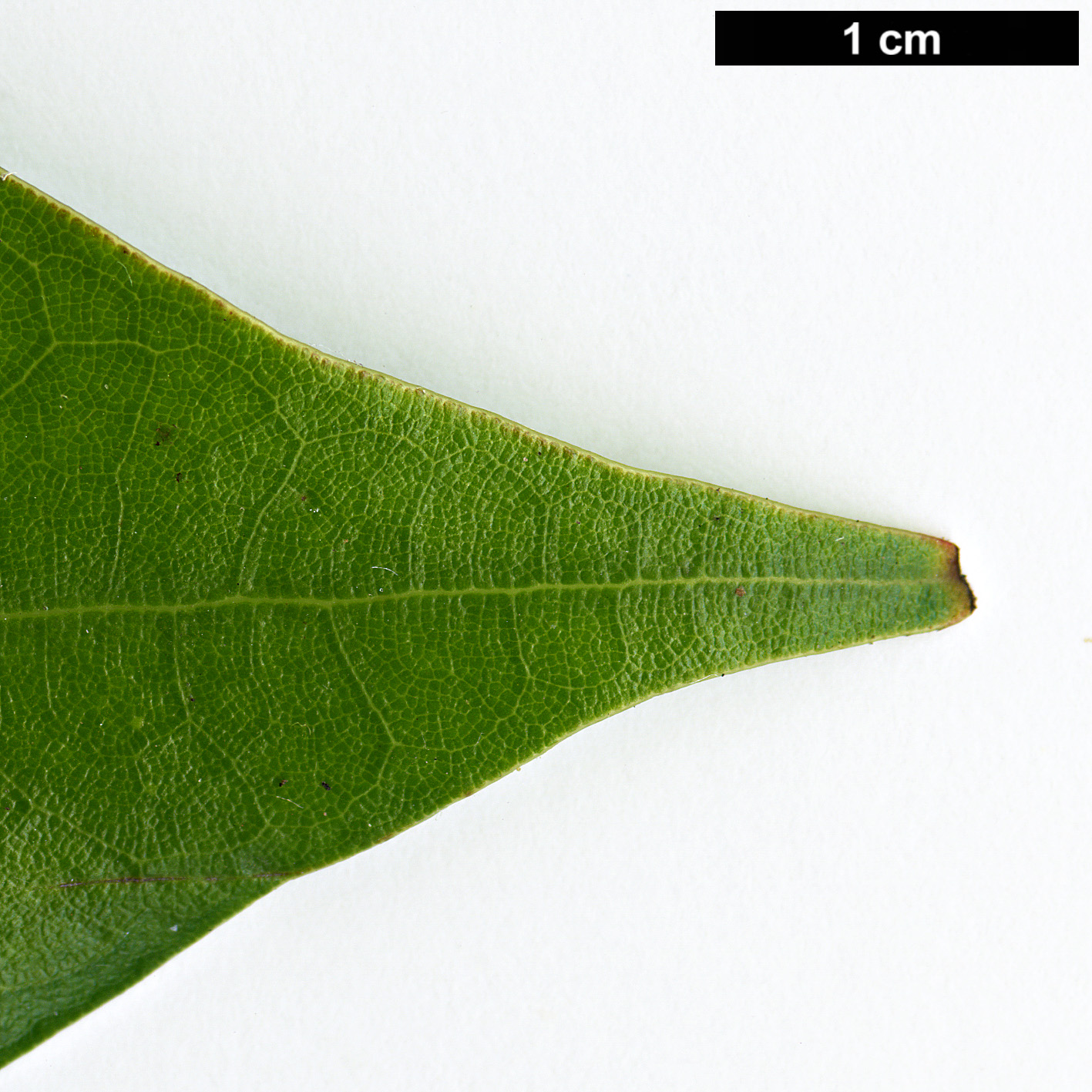 High resolution image: Family: Lauraceae - Genus: Machilus - Taxon: japonica