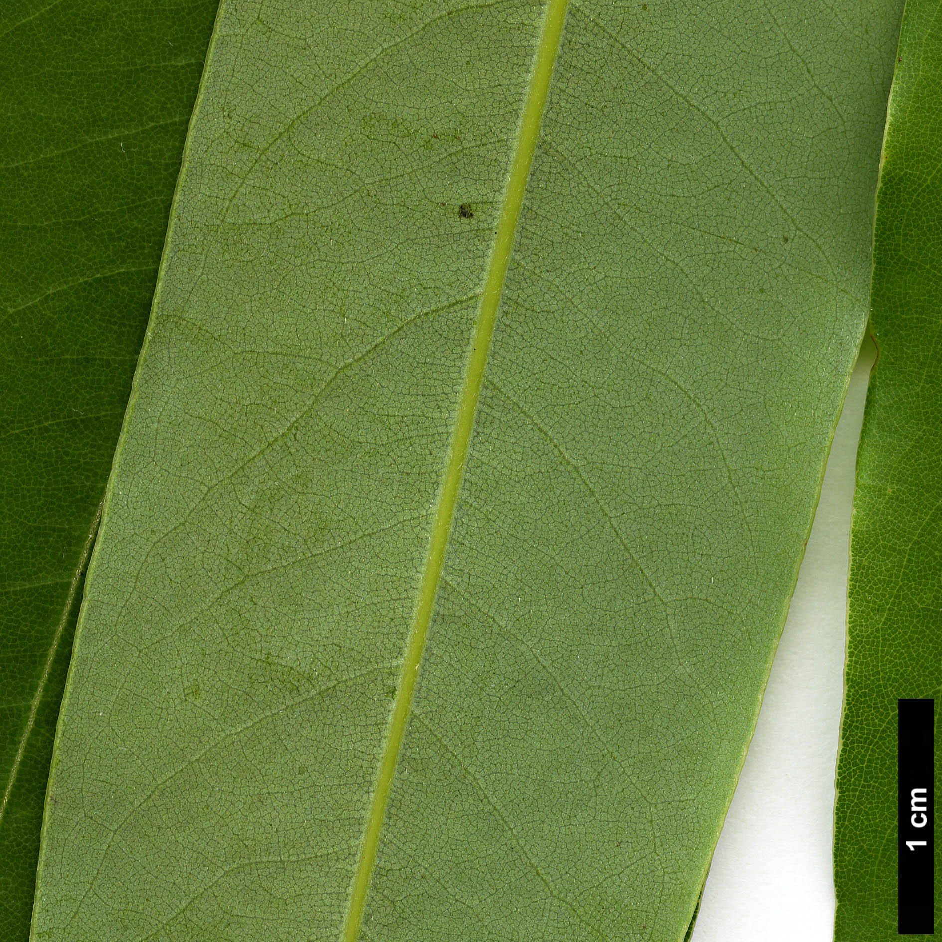 High resolution image: Family: Lauraceae - Genus: Machilus - Taxon: multinervia