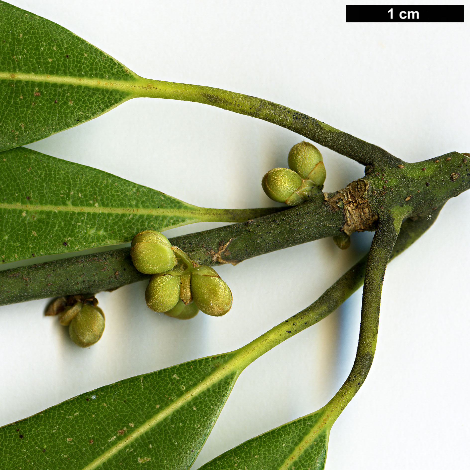 High resolution image: Family: Lauraceae - Genus: Machilus - Taxon: multinervia