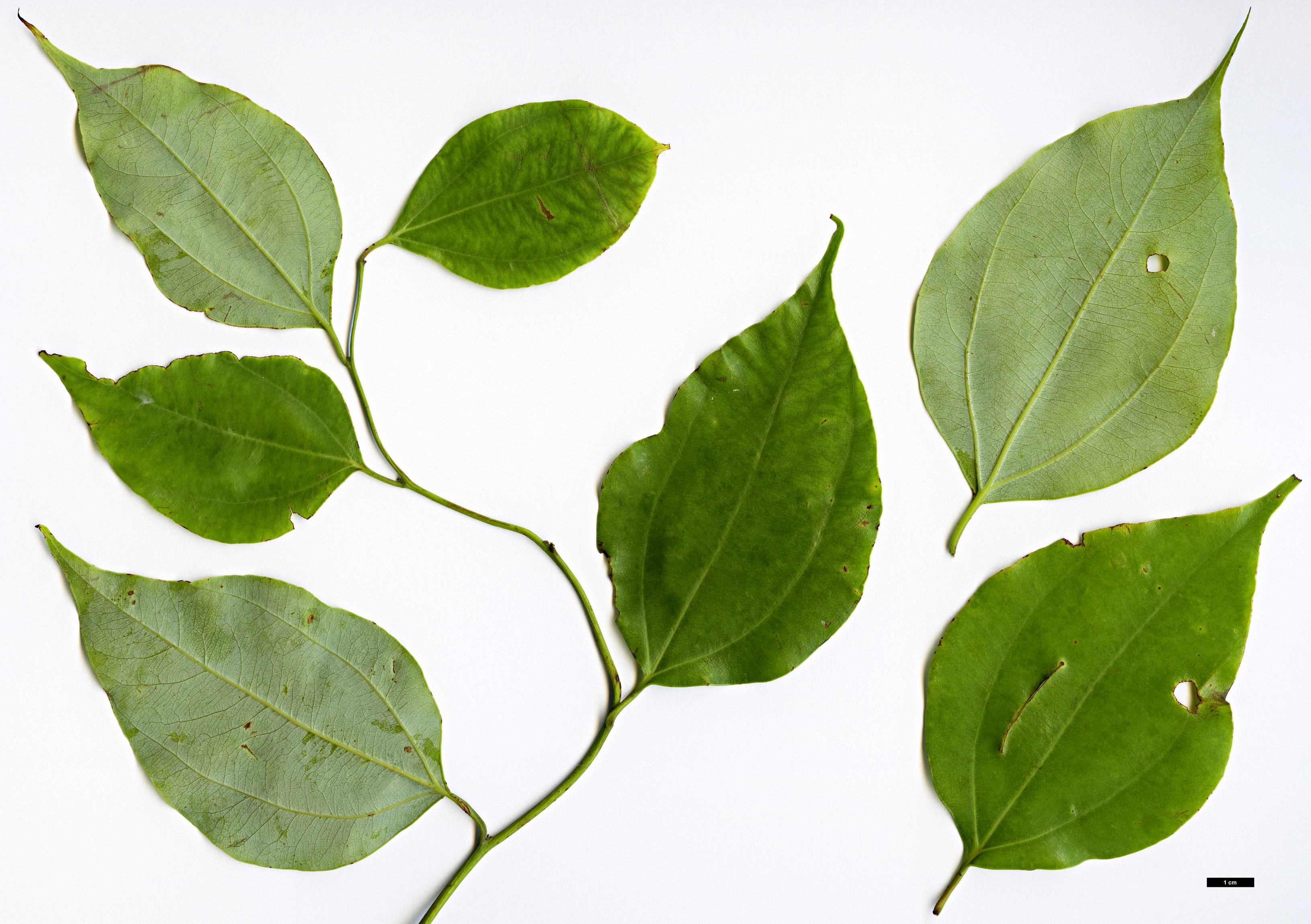 High resolution image: Family: Lauraceae - Genus: Neocinnamomum - Taxon: species