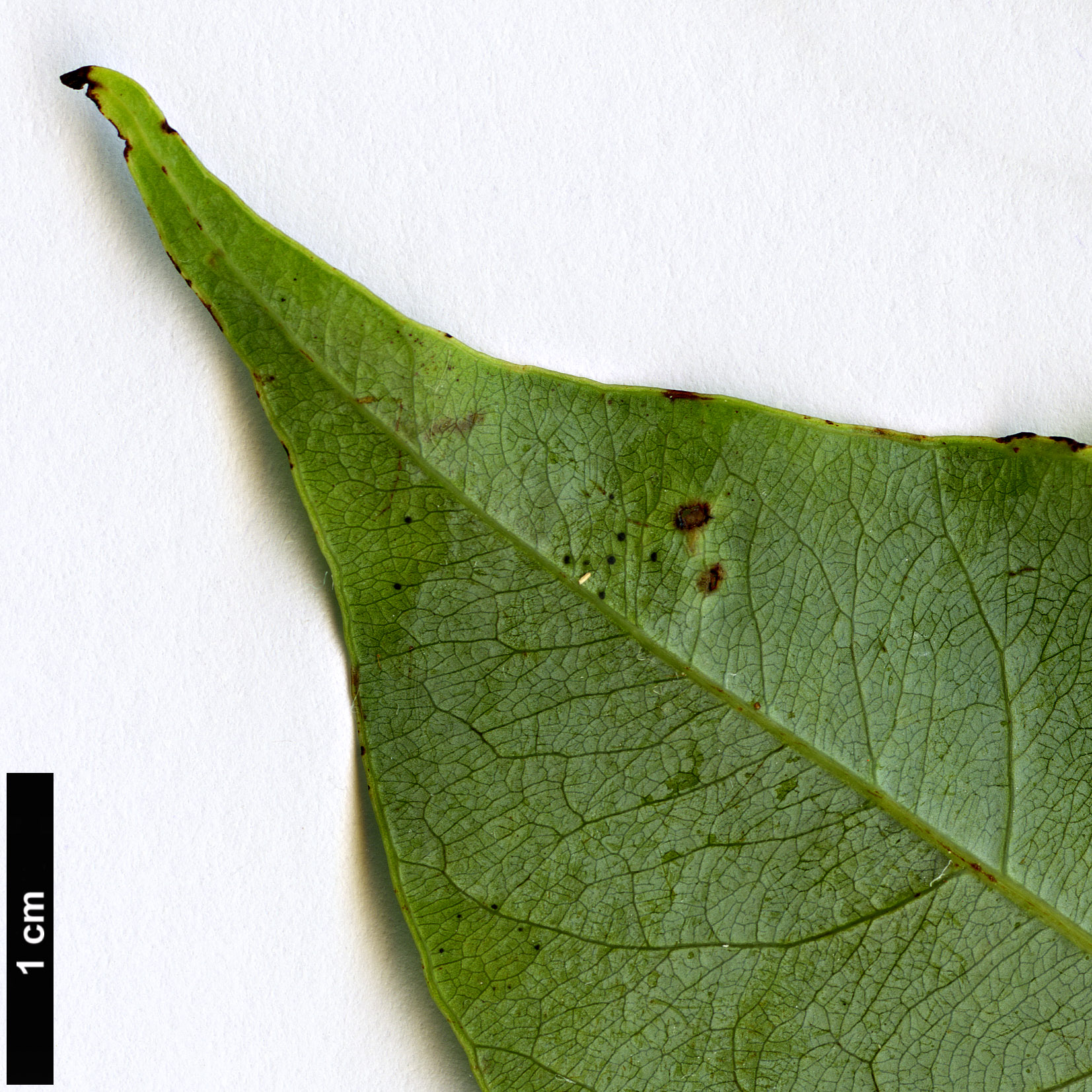 High resolution image: Family: Lauraceae - Genus: Neocinnamomum - Taxon: species