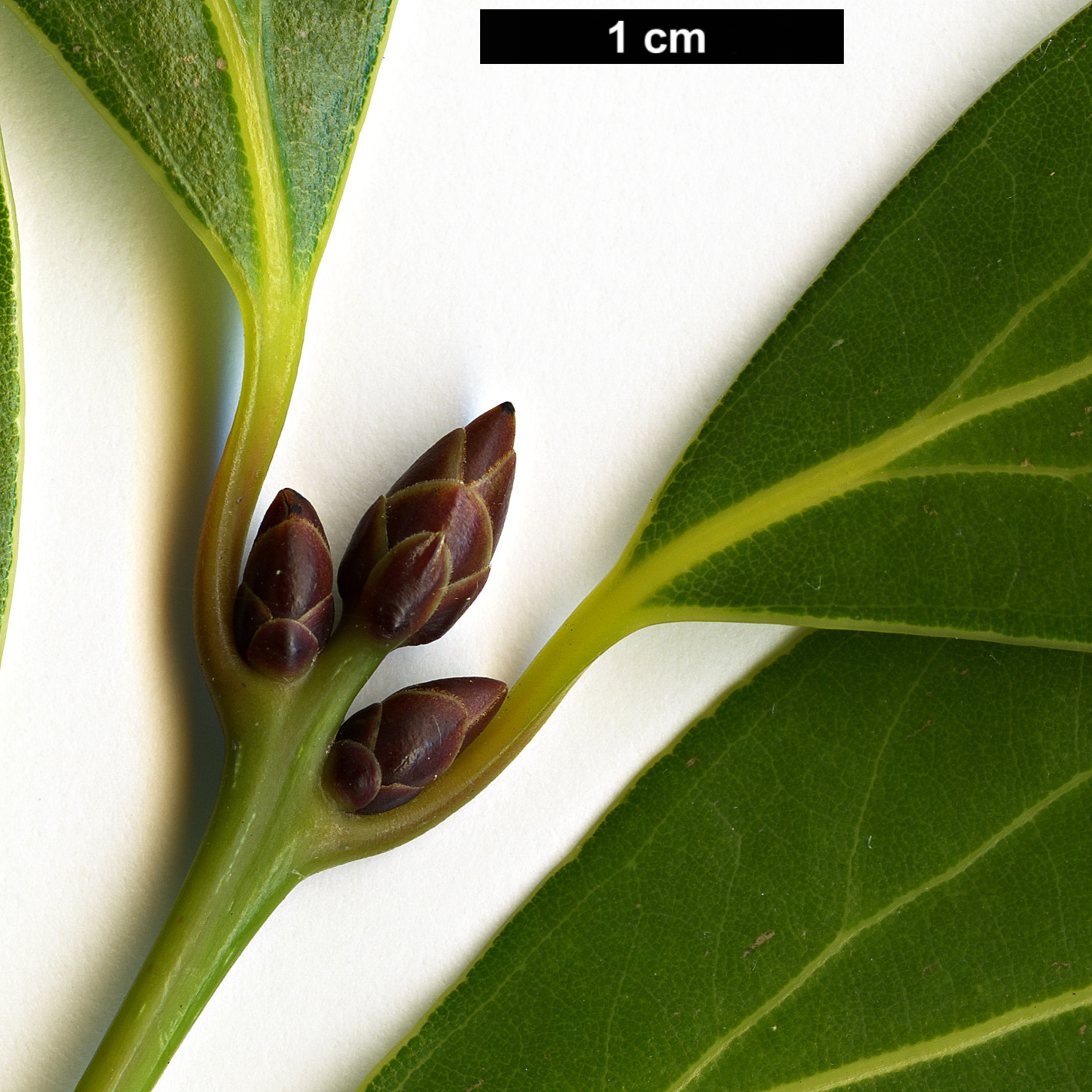 High resolution image: Family: Lauraceae - Genus: Neolitsea - Taxon: aciculata