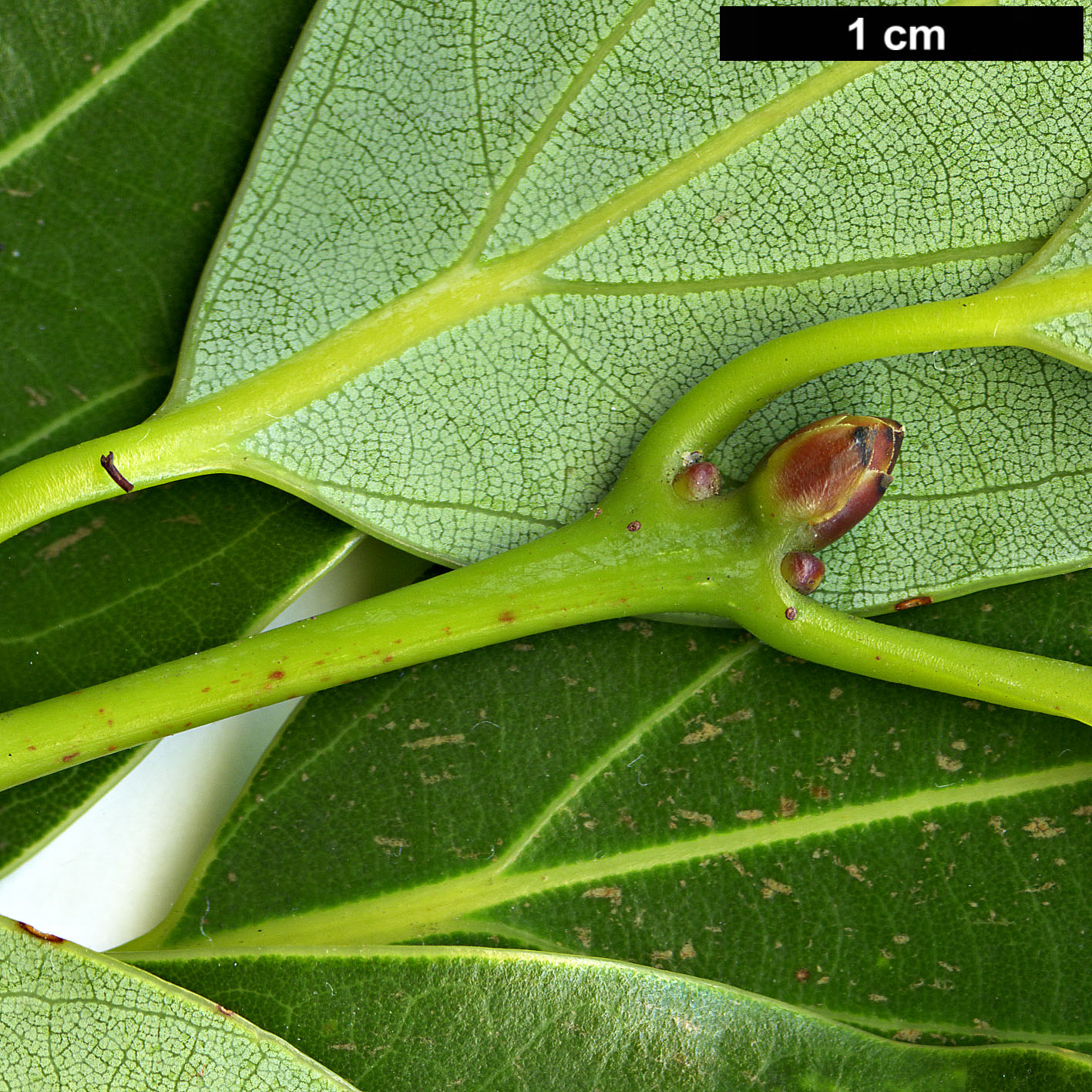 High resolution image: Family: Lauraceae - Genus: Neolitsea - Taxon: aciculata