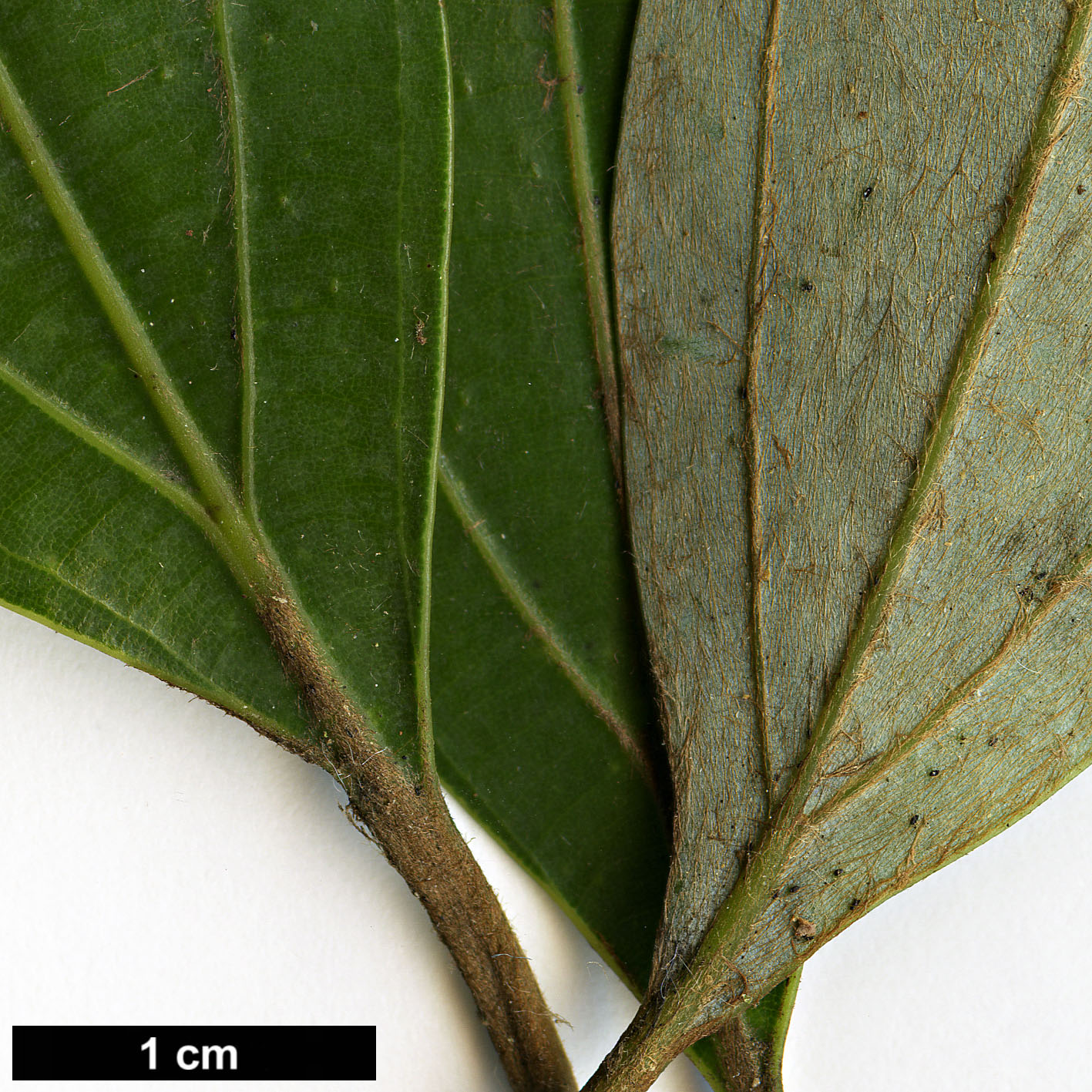 High resolution image: Family: Lauraceae - Genus: Neolitsea - Taxon: aciculata