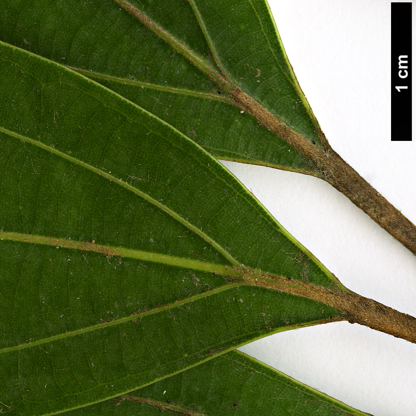 High resolution image: Family: Lauraceae - Genus: Neolitsea - Taxon: aciculata