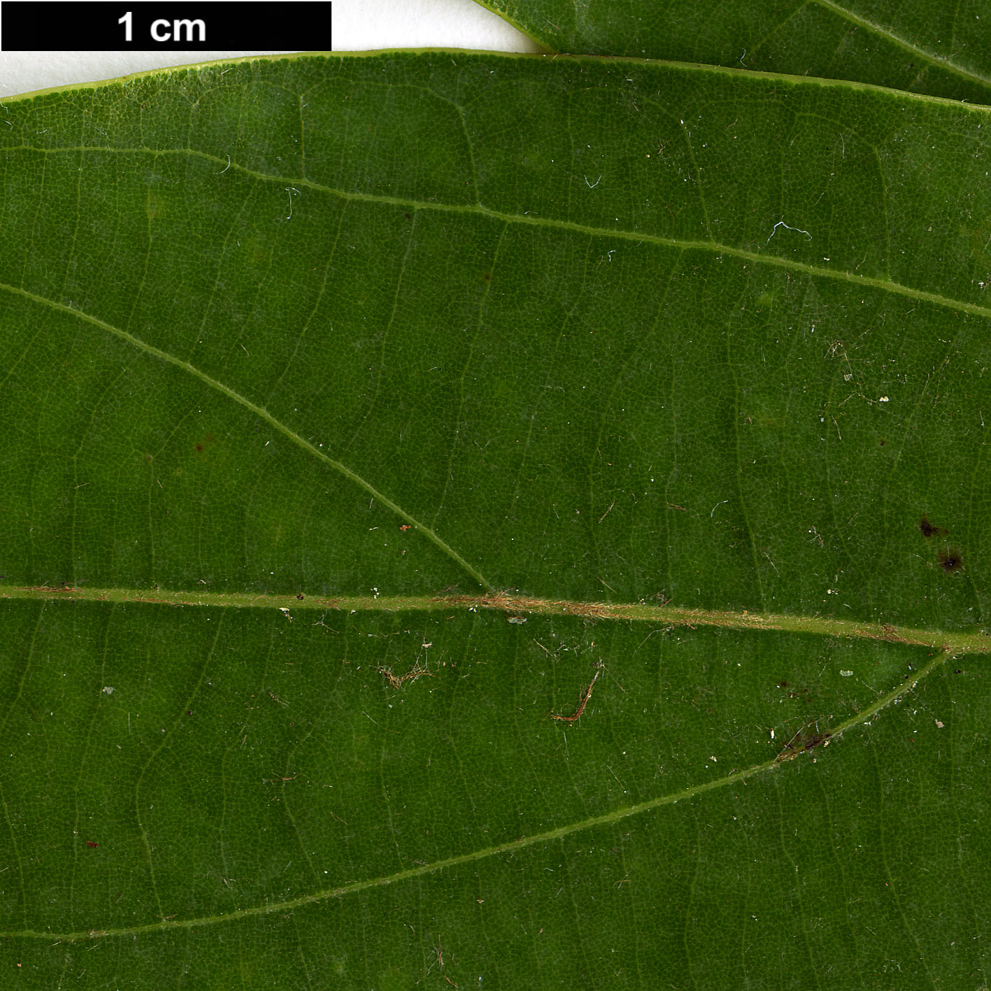 High resolution image: Family: Lauraceae - Genus: Neolitsea - Taxon: aciculata