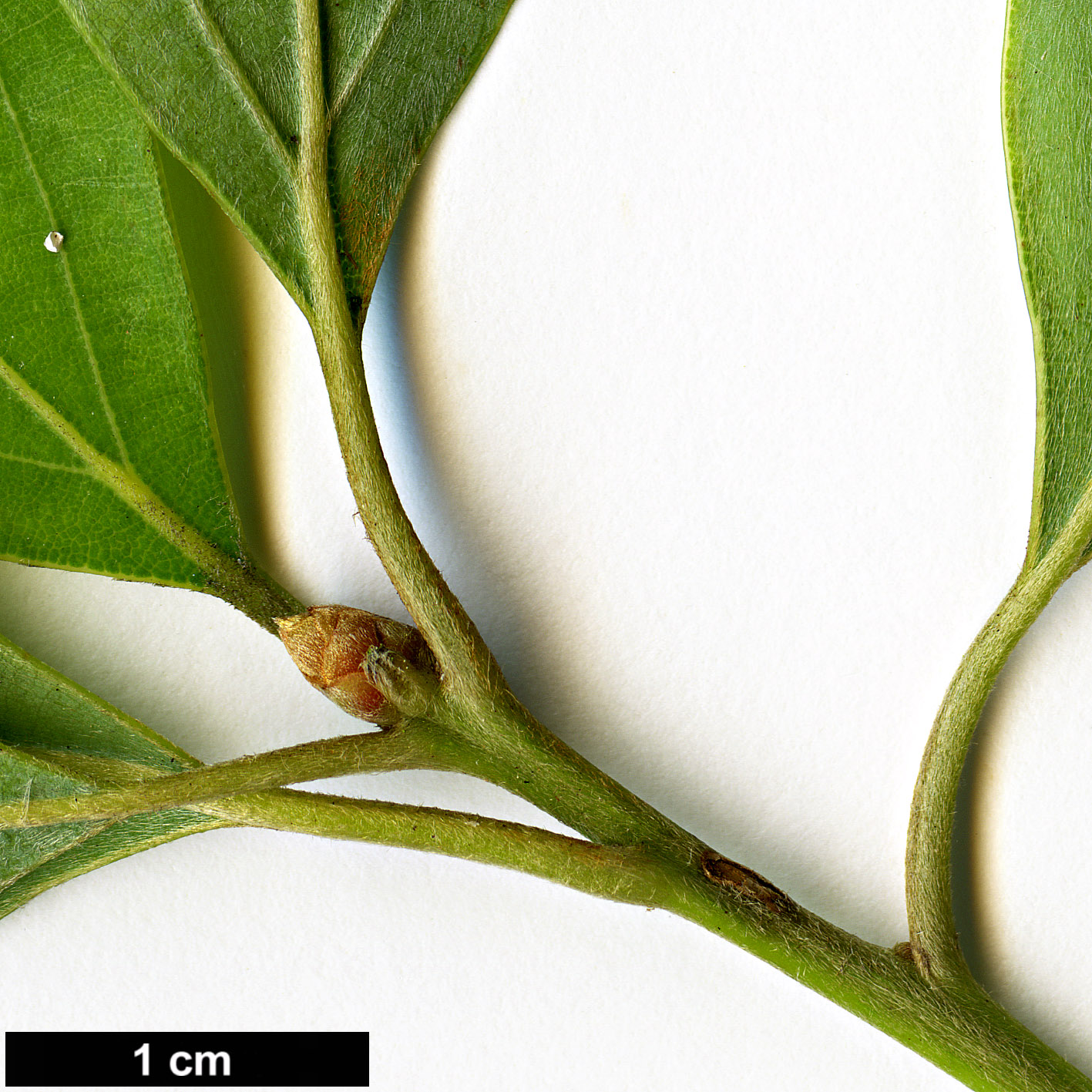 High resolution image: Family: Lauraceae - Genus: Neolitsea - Taxon: acuminatissima