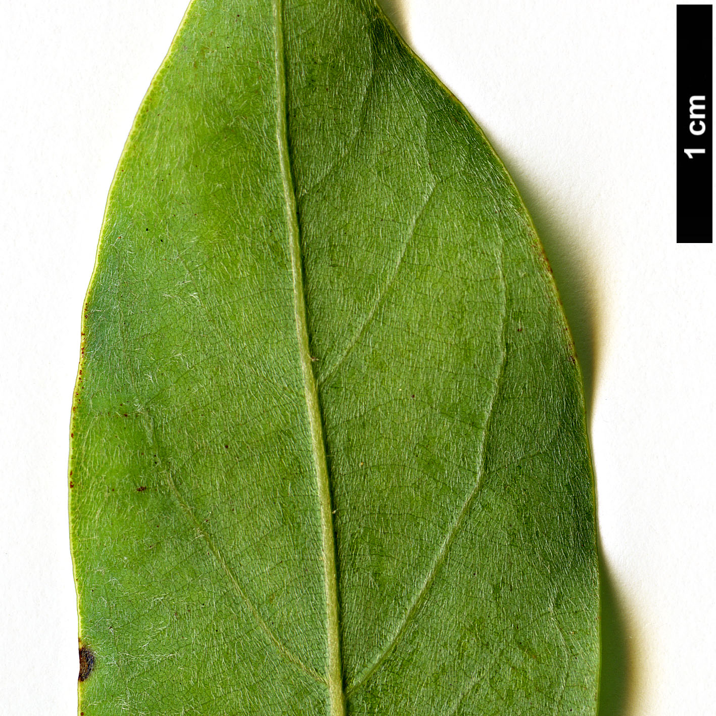 High resolution image: Family: Lauraceae - Genus: Neolitsea - Taxon: acuminatissima