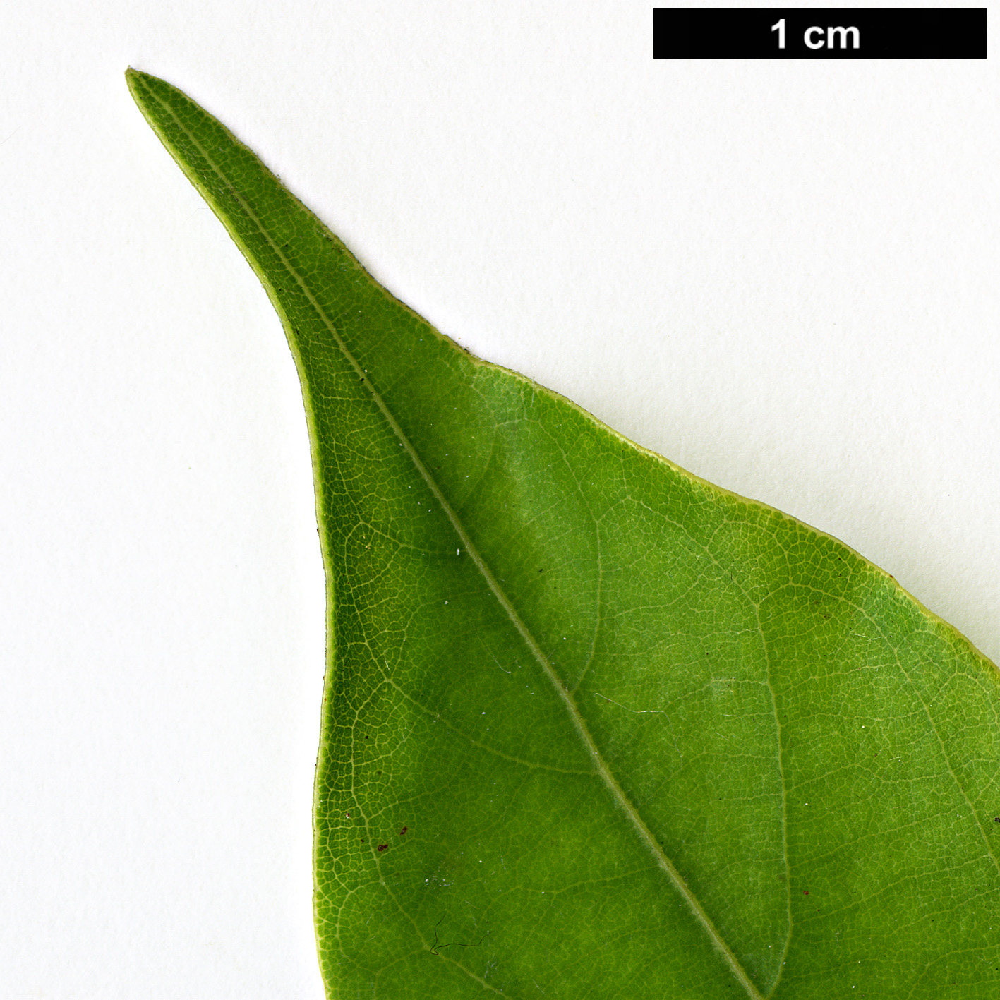 High resolution image: Family: Lauraceae - Genus: Neolitsea - Taxon: acuminatissima