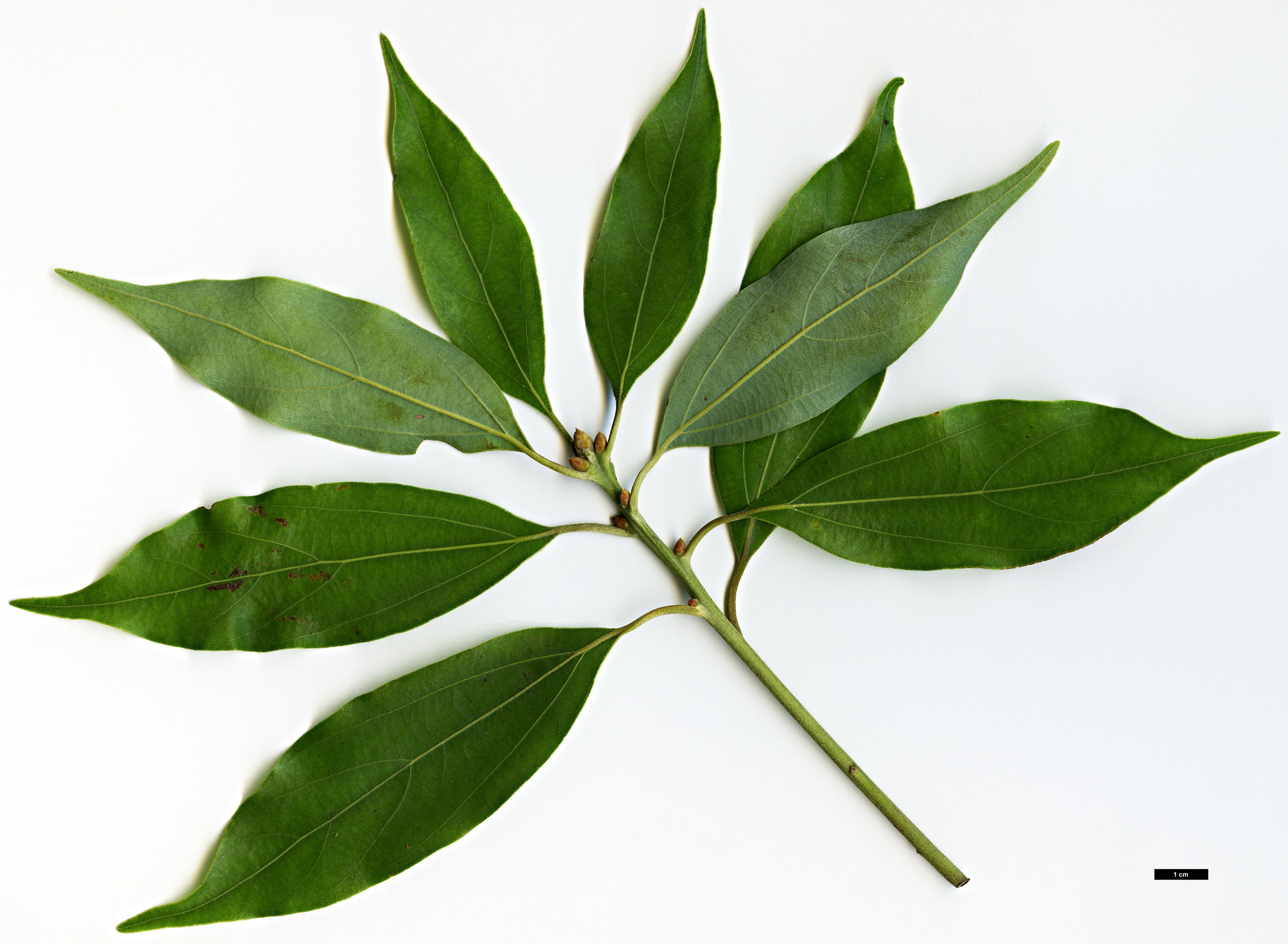 High resolution image: Family: Lauraceae - Genus: Neolitsea - Taxon: acuminatissima