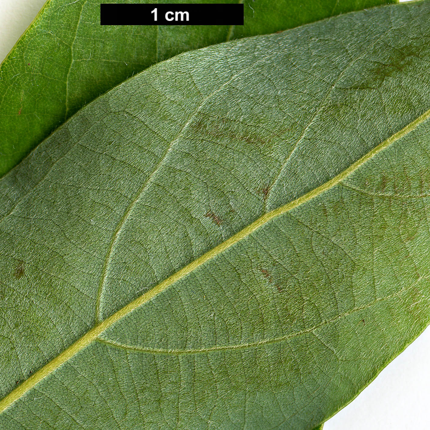 High resolution image: Family: Lauraceae - Genus: Neolitsea - Taxon: acuminatissima