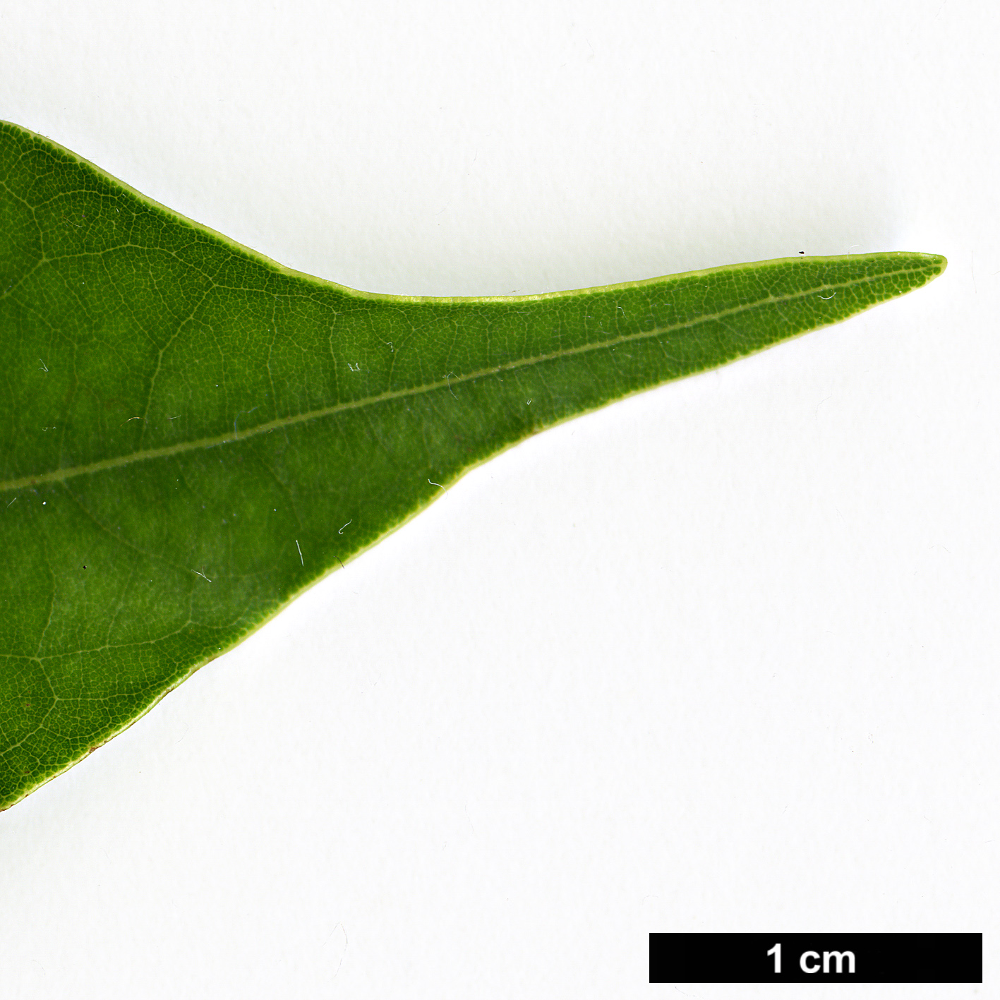 High resolution image: Family: Lauraceae - Genus: Neolitsea - Taxon: acuminatissima