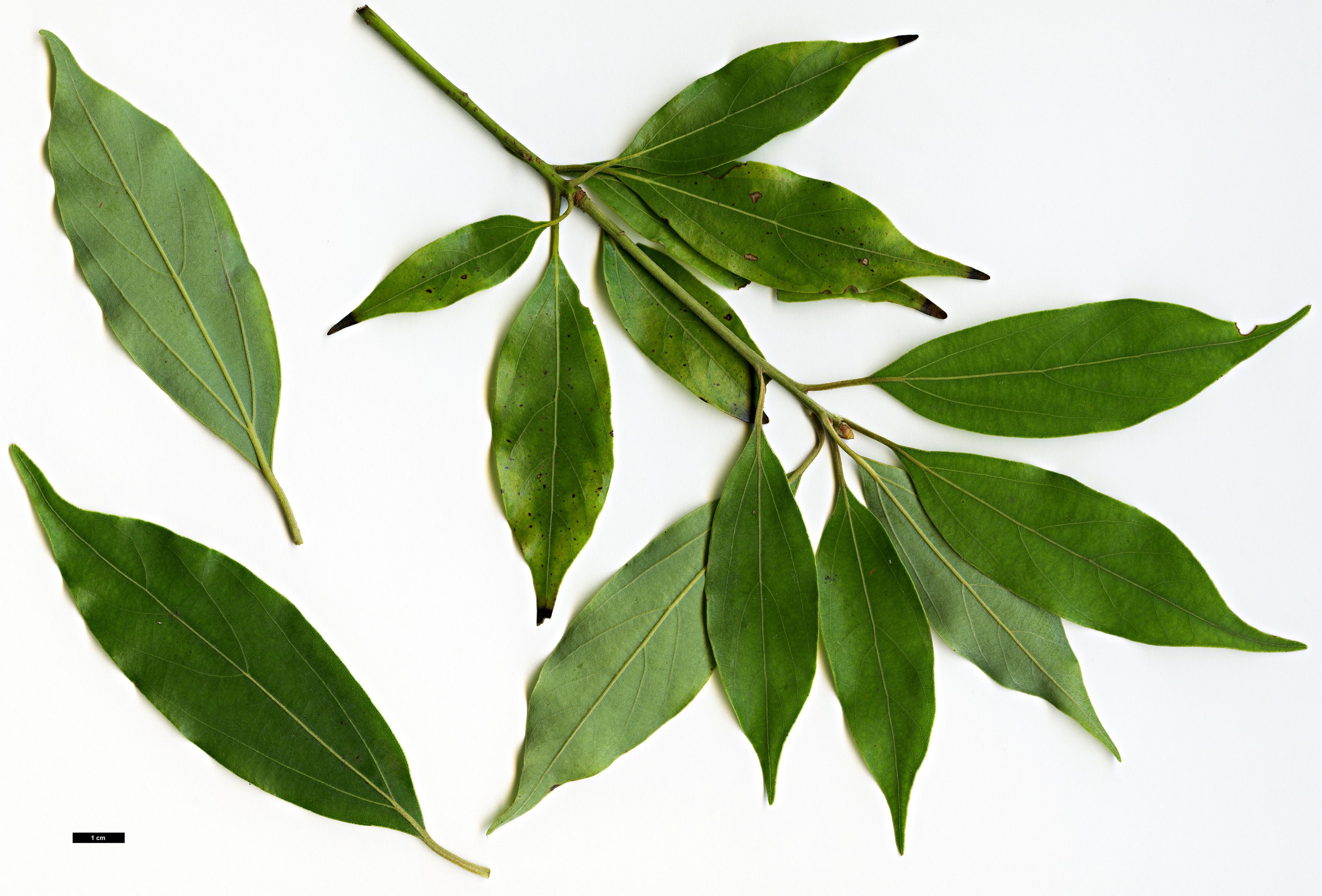 High resolution image: Family: Lauraceae - Genus: Neolitsea - Taxon: acuminatissima