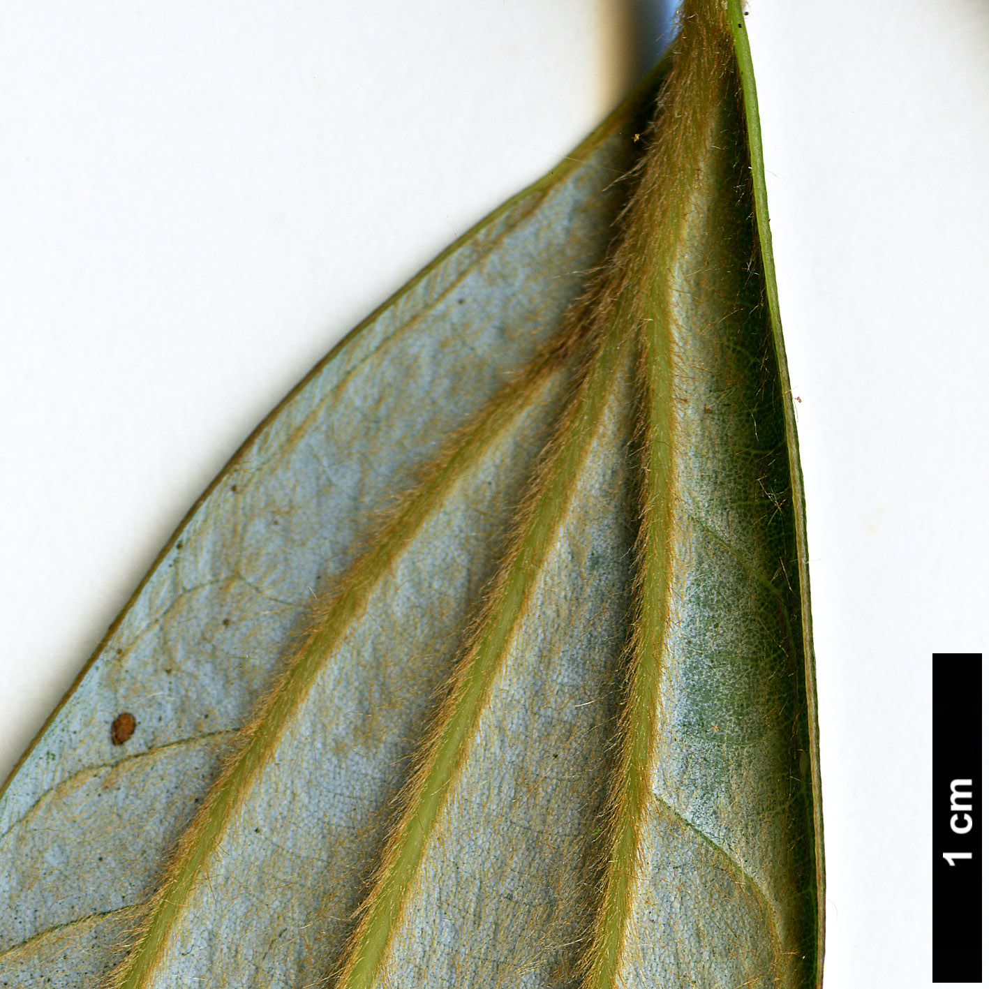 High resolution image: Family: Lauraceae - Genus: Neolitsea - Taxon: cuipala