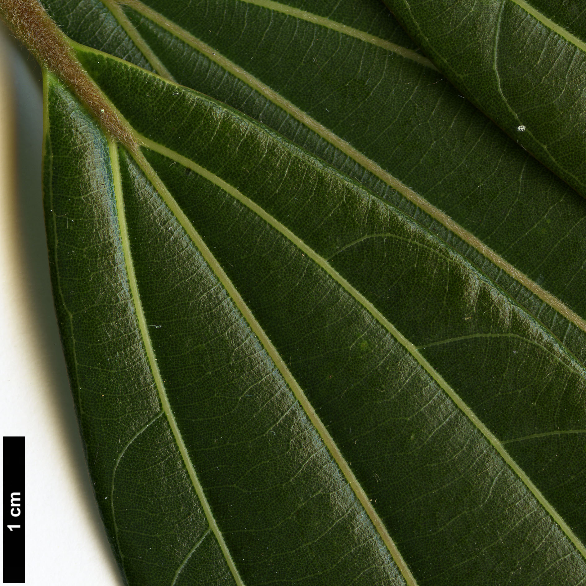 High resolution image: Family: Lauraceae - Genus: Neolitsea - Taxon: cuipala