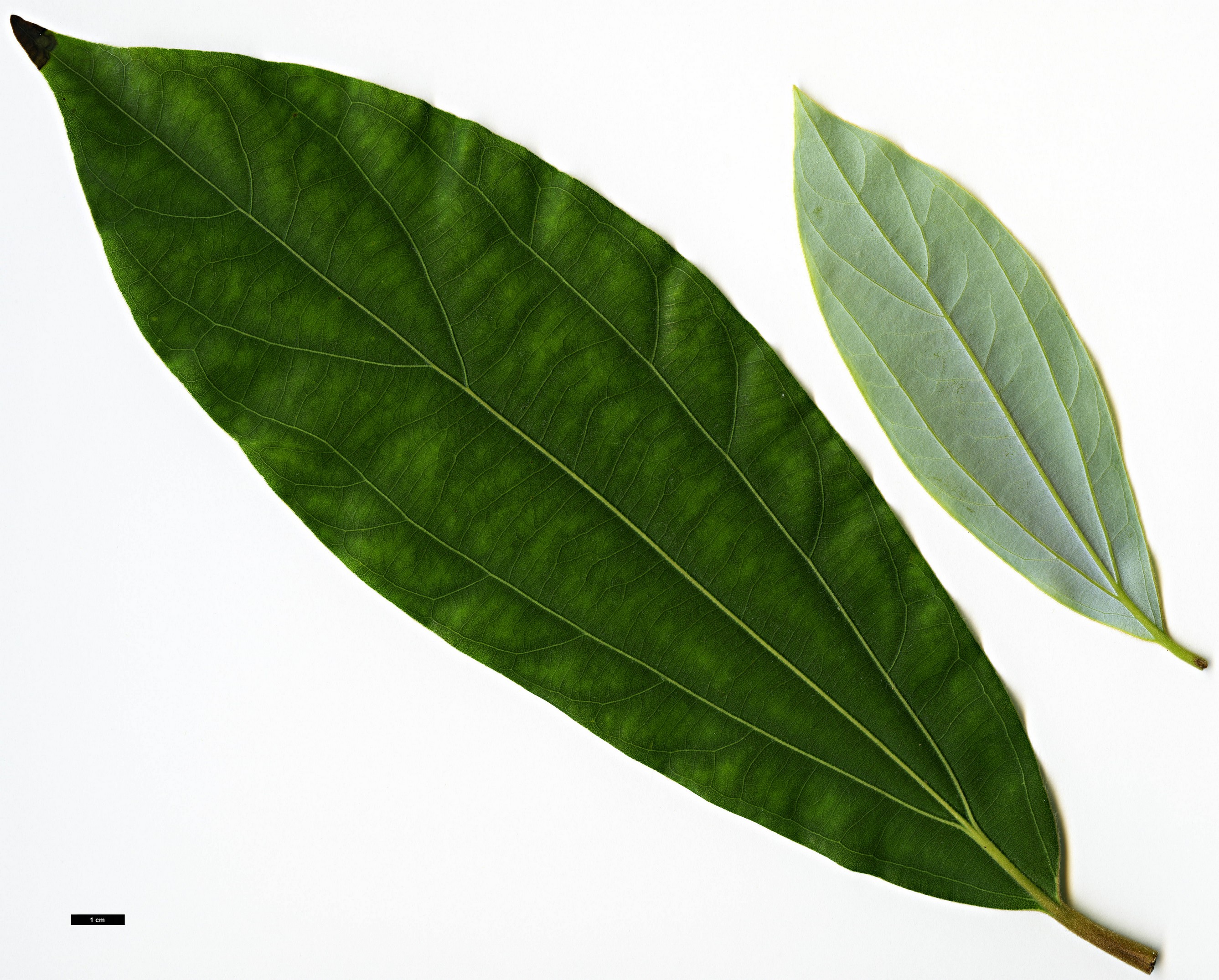 High resolution image: Family: Lauraceae - Genus: Neolitsea - Taxon: levinei