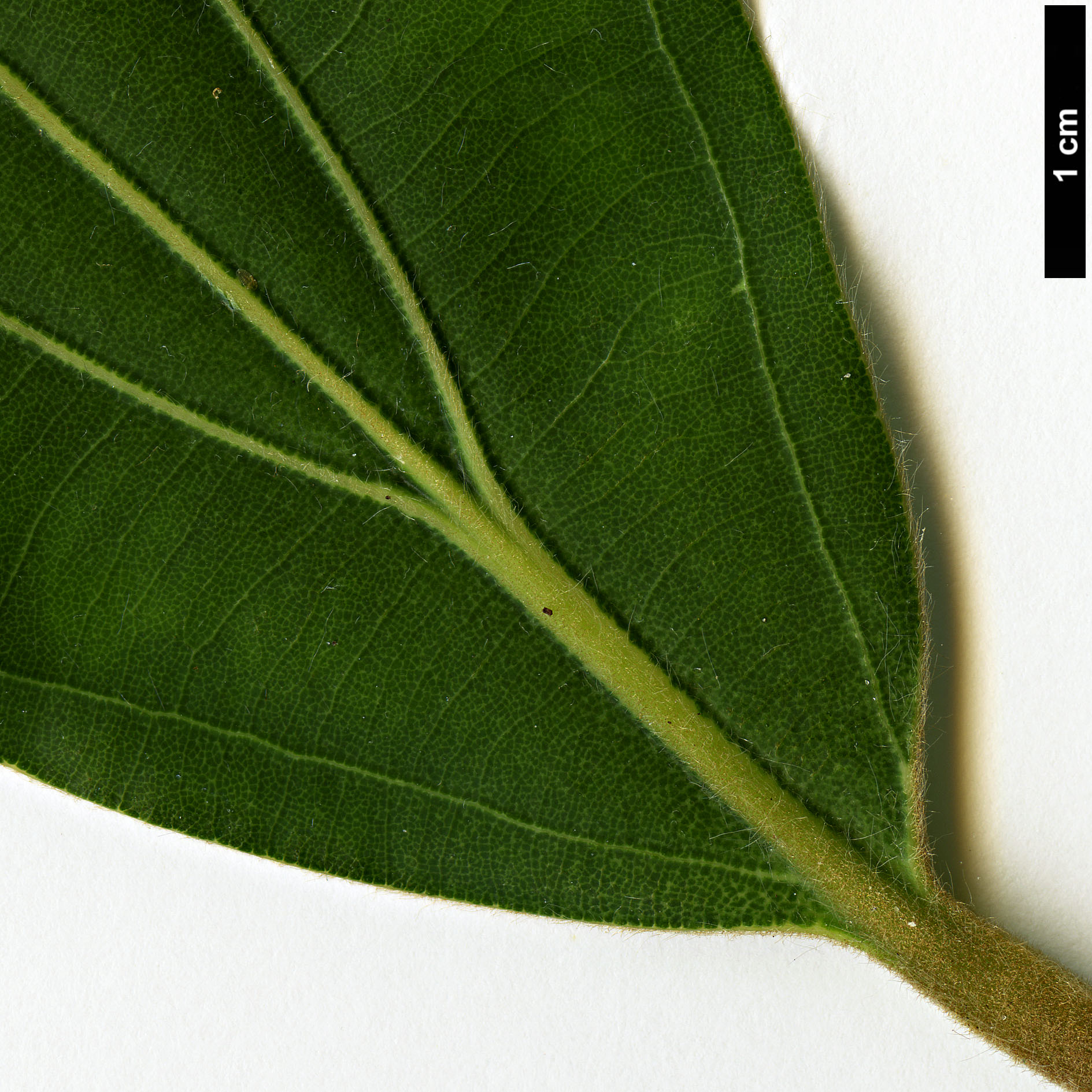 High resolution image: Family: Lauraceae - Genus: Neolitsea - Taxon: levinei