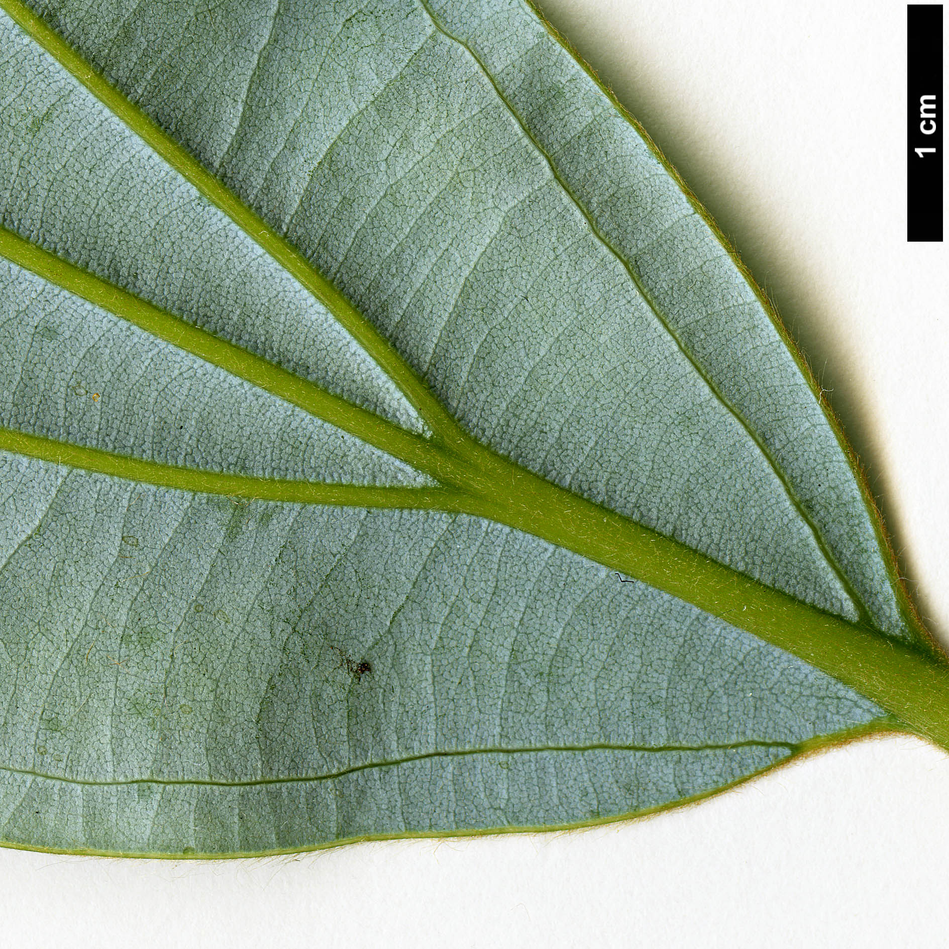 High resolution image: Family: Lauraceae - Genus: Neolitsea - Taxon: levinei