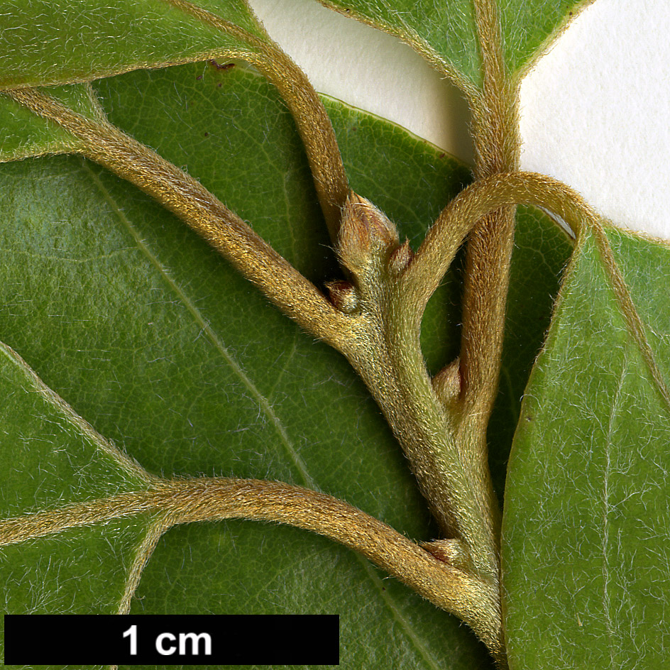 High resolution image: Family: Lauraceae - Genus: Neolitsea - Taxon: parvigemma