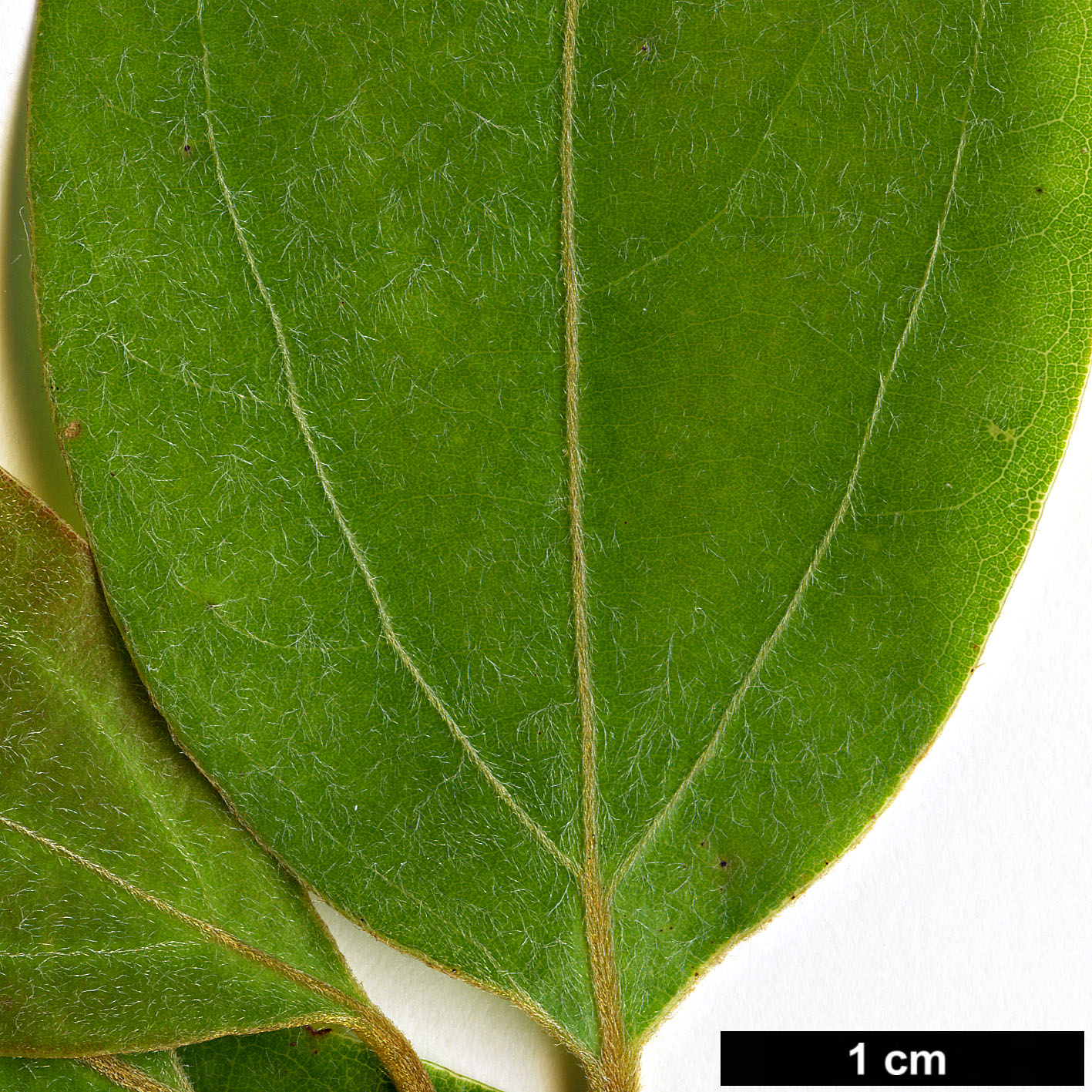 High resolution image: Family: Lauraceae - Genus: Neolitsea - Taxon: parvigemma