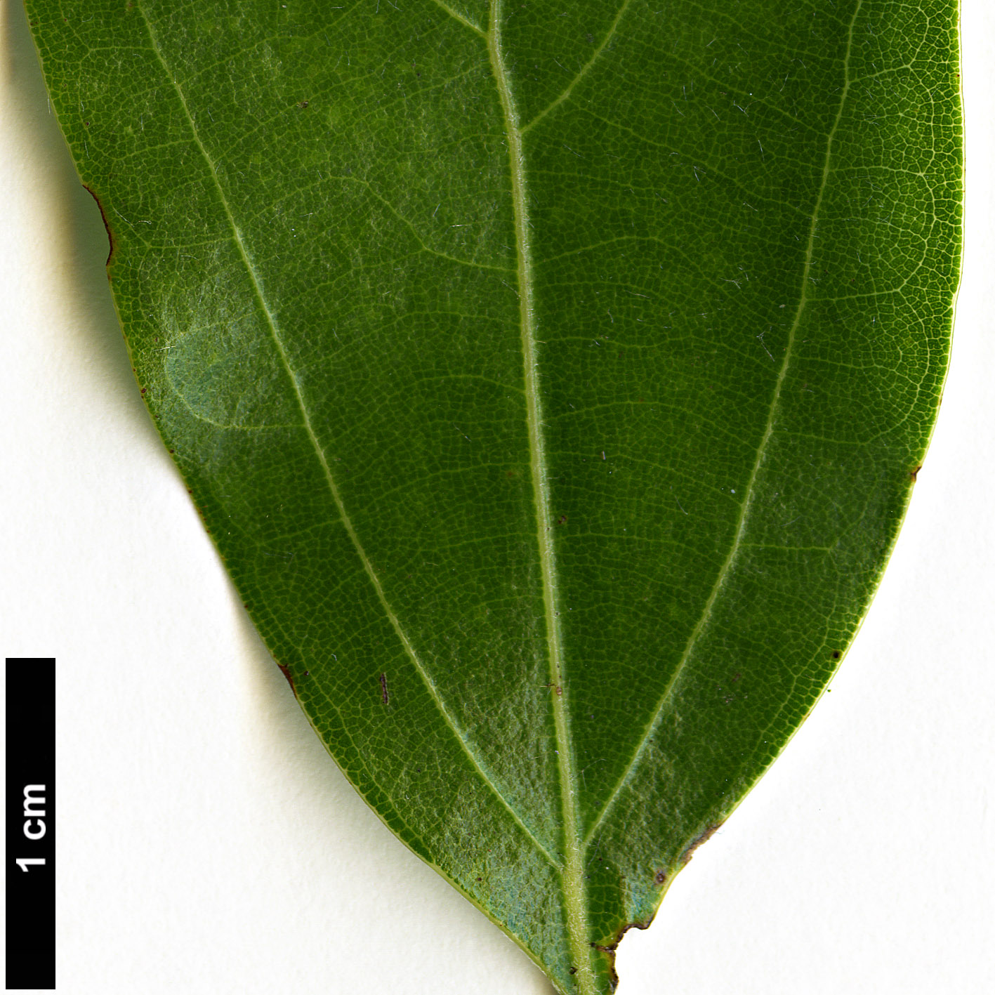 High resolution image: Family: Lauraceae - Genus: Neolitsea - Taxon: parvigemma