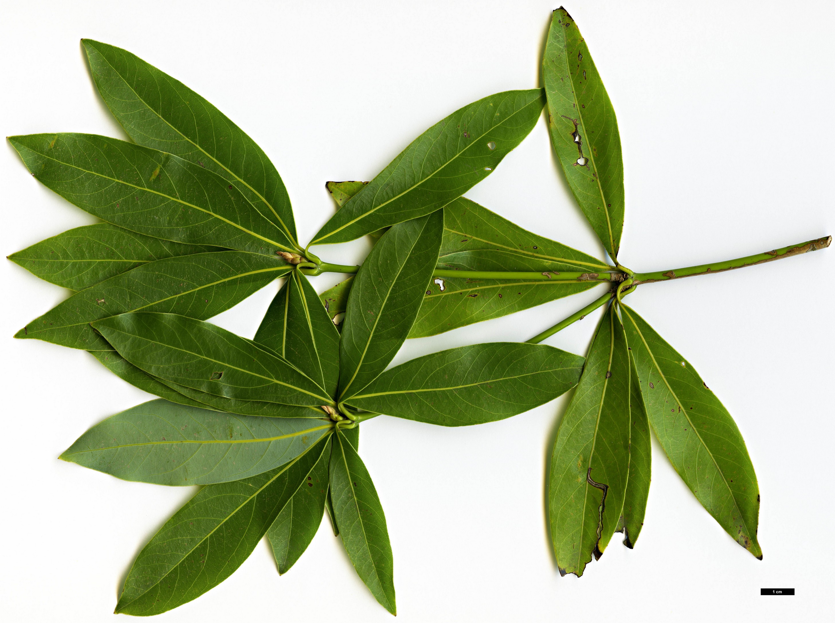 High resolution image: Family: Lauraceae - Genus: Neolitsea - Taxon: pinninervis