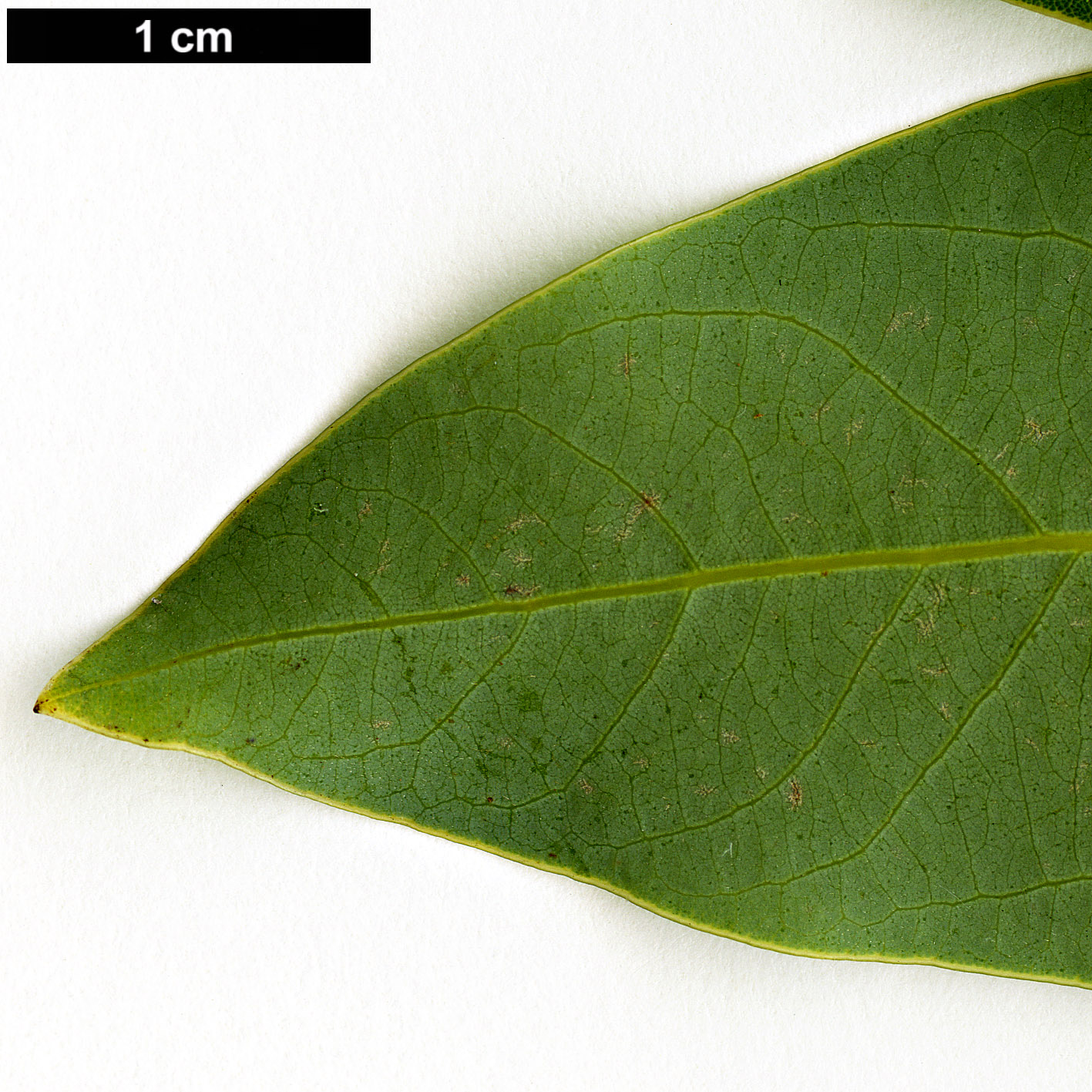 High resolution image: Family: Lauraceae - Genus: Neolitsea - Taxon: pinninervis