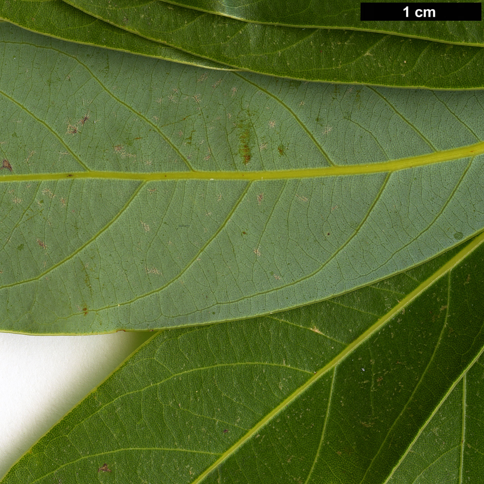 High resolution image: Family: Lauraceae - Genus: Neolitsea - Taxon: pinninervis