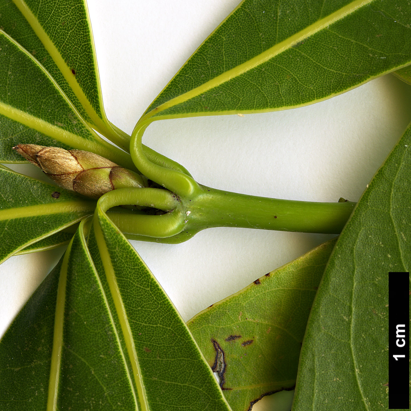 High resolution image: Family: Lauraceae - Genus: Neolitsea - Taxon: pinninervis