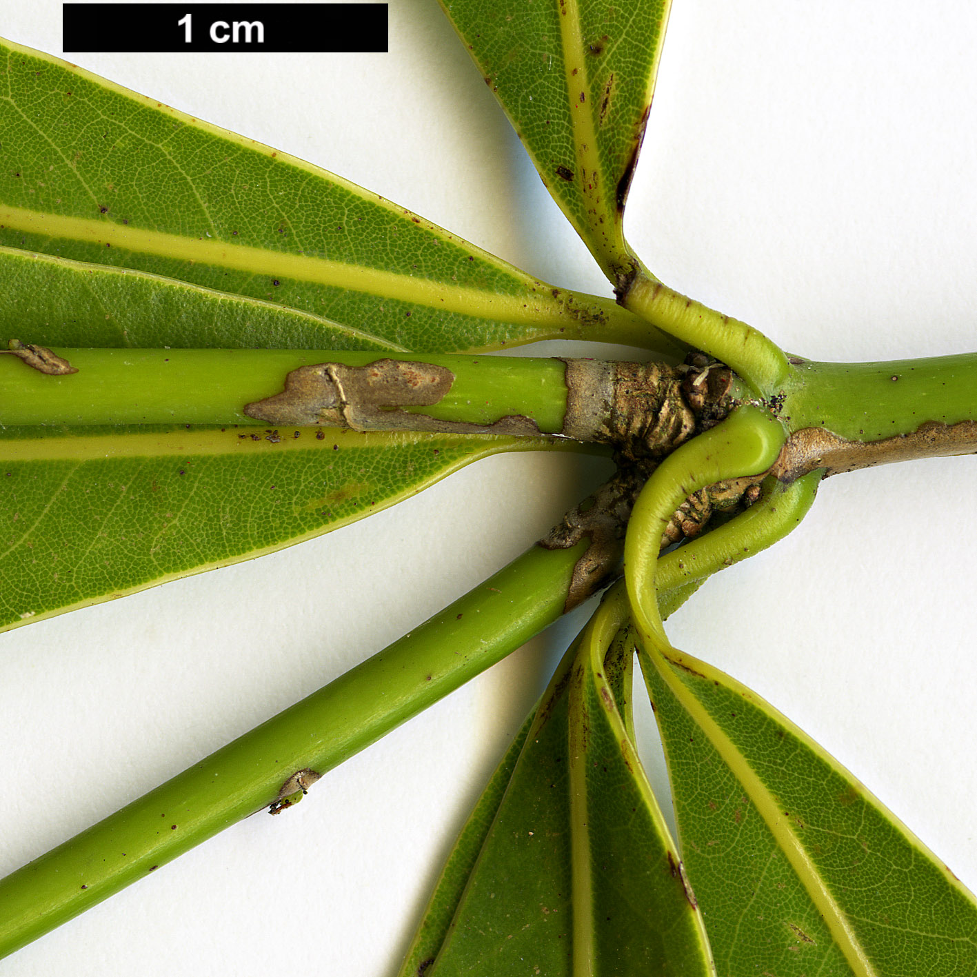 High resolution image: Family: Lauraceae - Genus: Neolitsea - Taxon: pinninervis