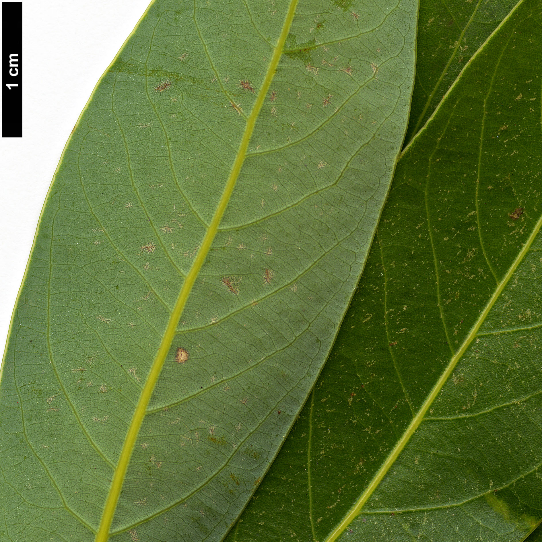 High resolution image: Family: Lauraceae - Genus: Neolitsea - Taxon: pinninervis