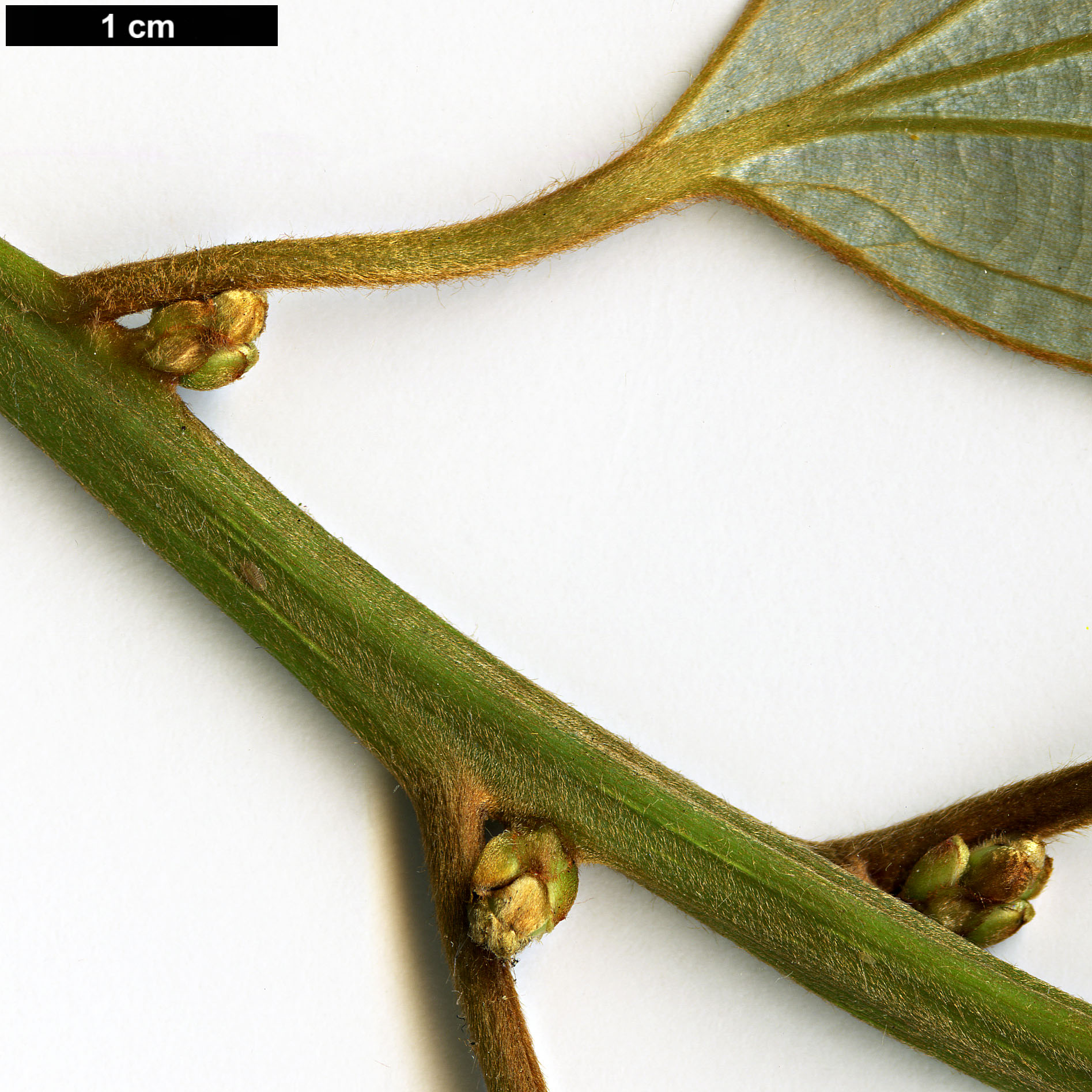 High resolution image: Family: Lauraceae - Genus: Neolitsea - Taxon: sericea