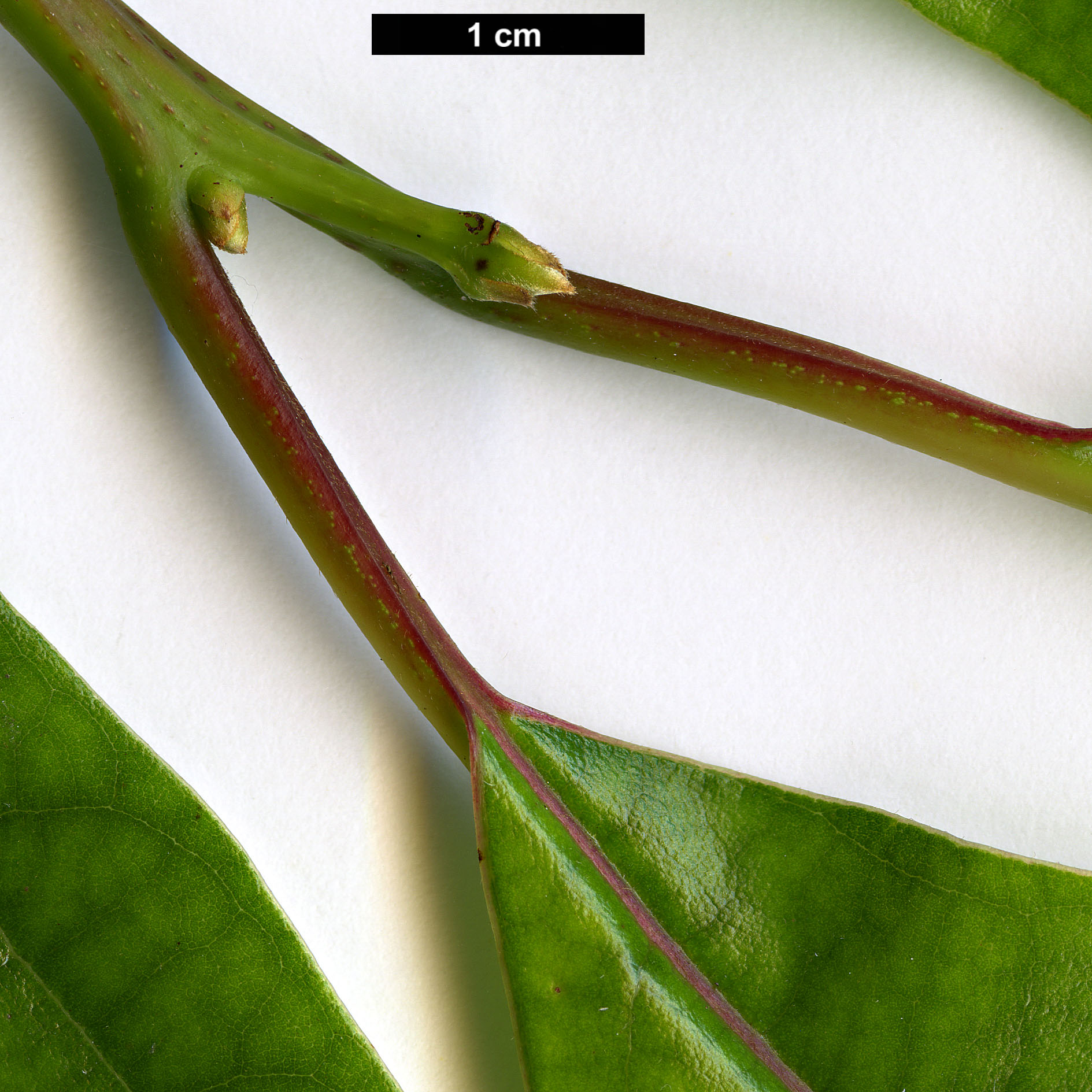 High resolution image: Family: Lauraceae - Genus: Nothaphoebe - Taxon: cavaleriei