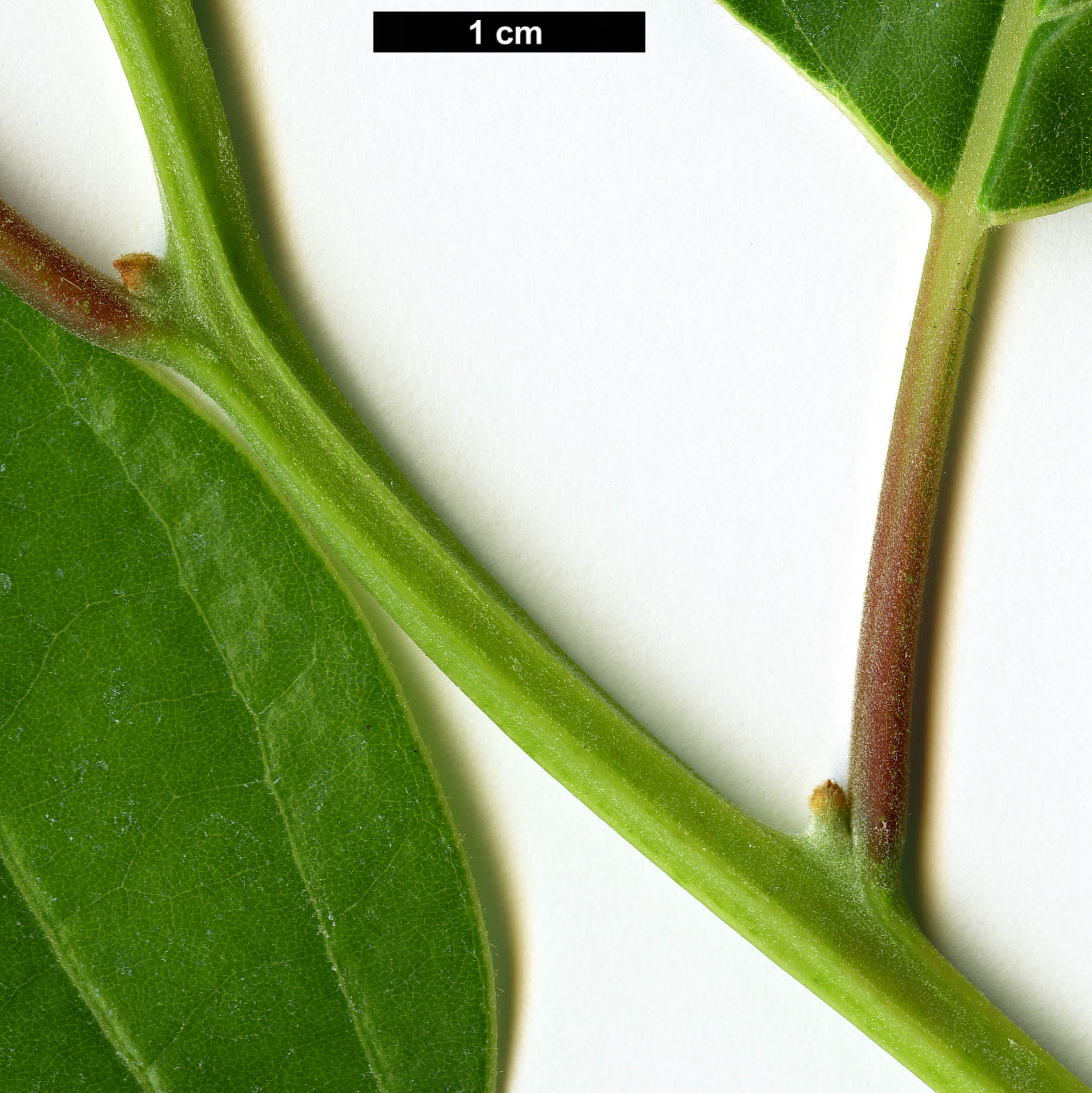 High resolution image: Family: Lauraceae - Genus: Nothaphoebe - Taxon: cavaleriei