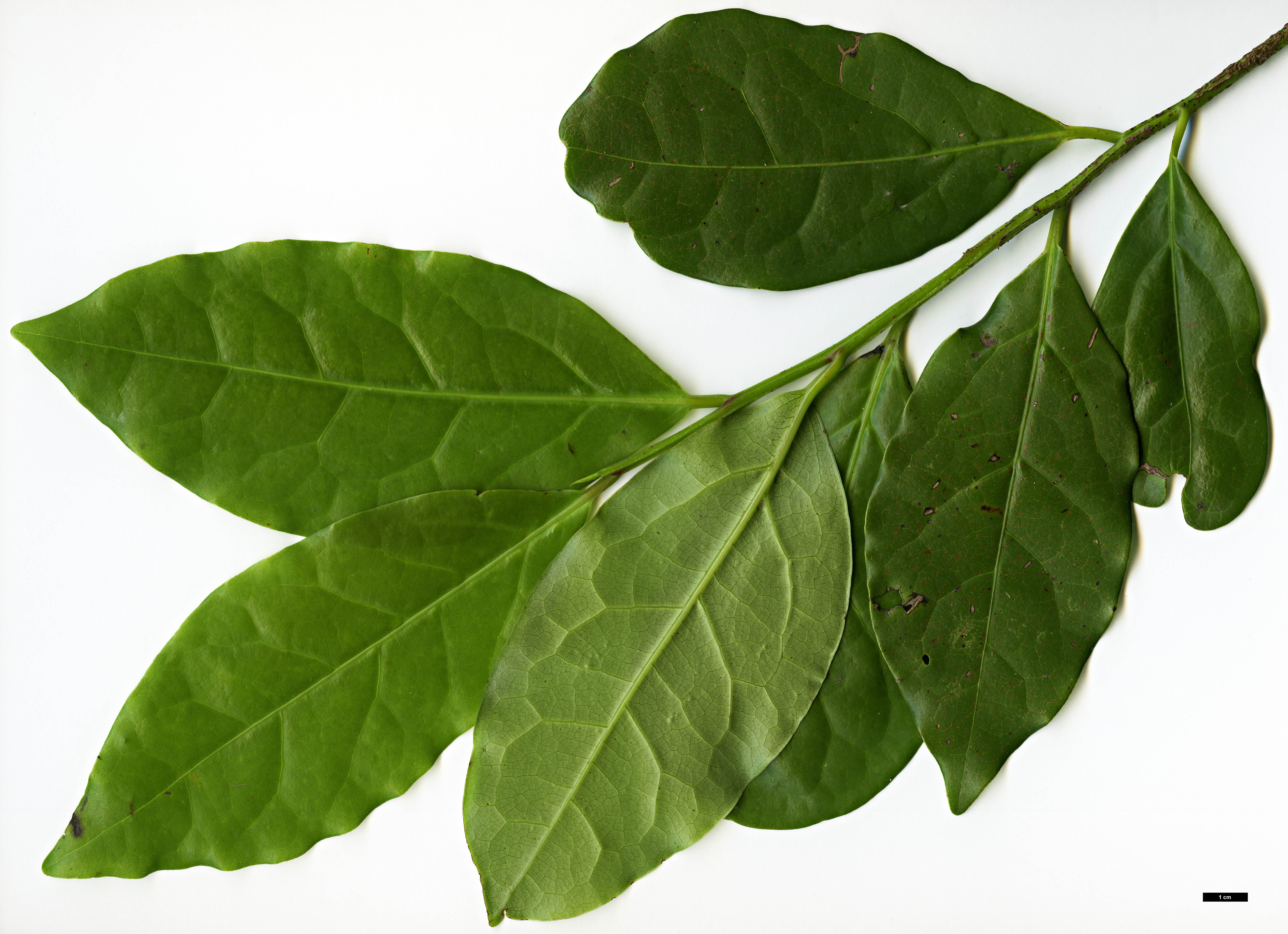 High resolution image: Family: Lauraceae - Genus: Ocotea - Taxon: foetens