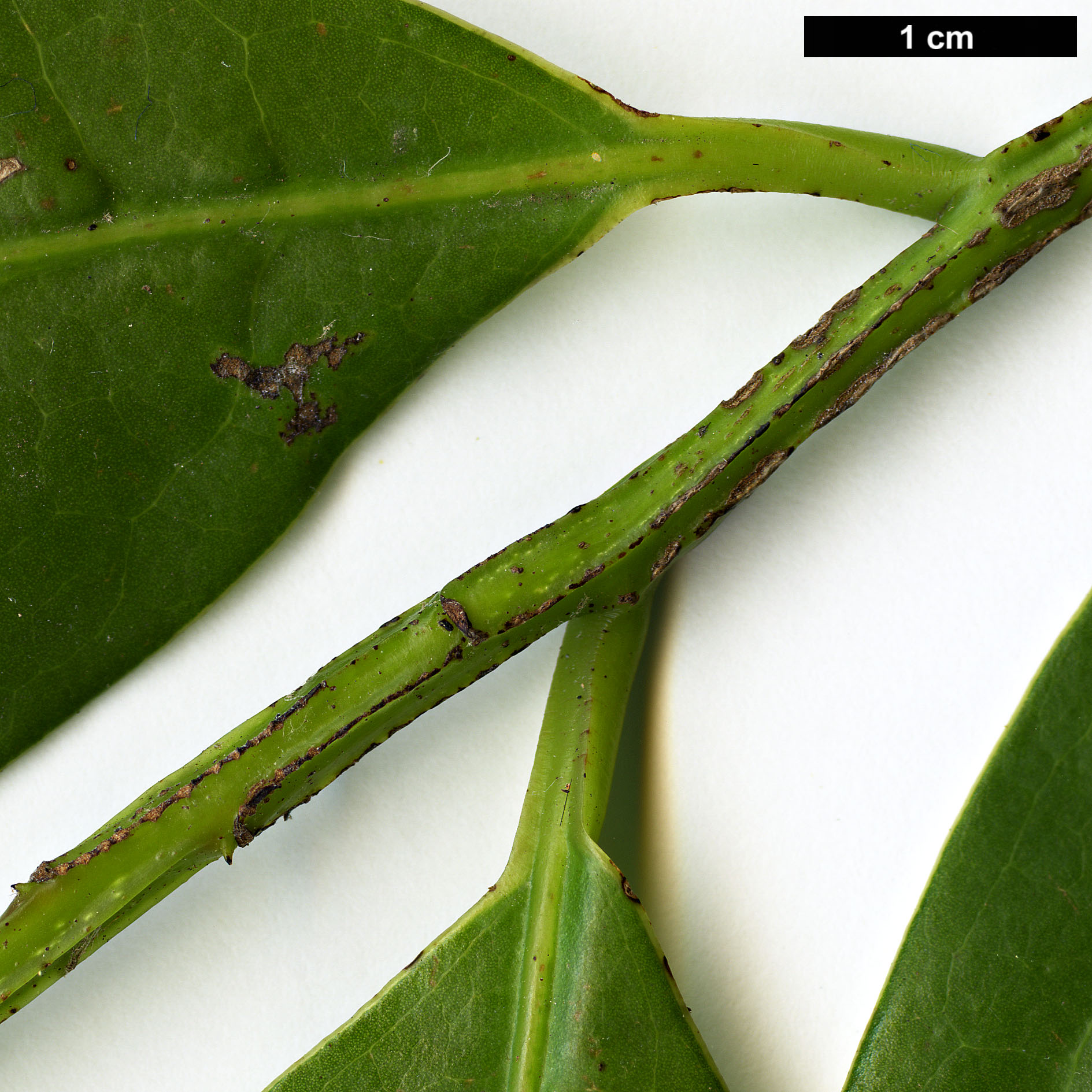 High resolution image: Family: Lauraceae - Genus: Ocotea - Taxon: foetens