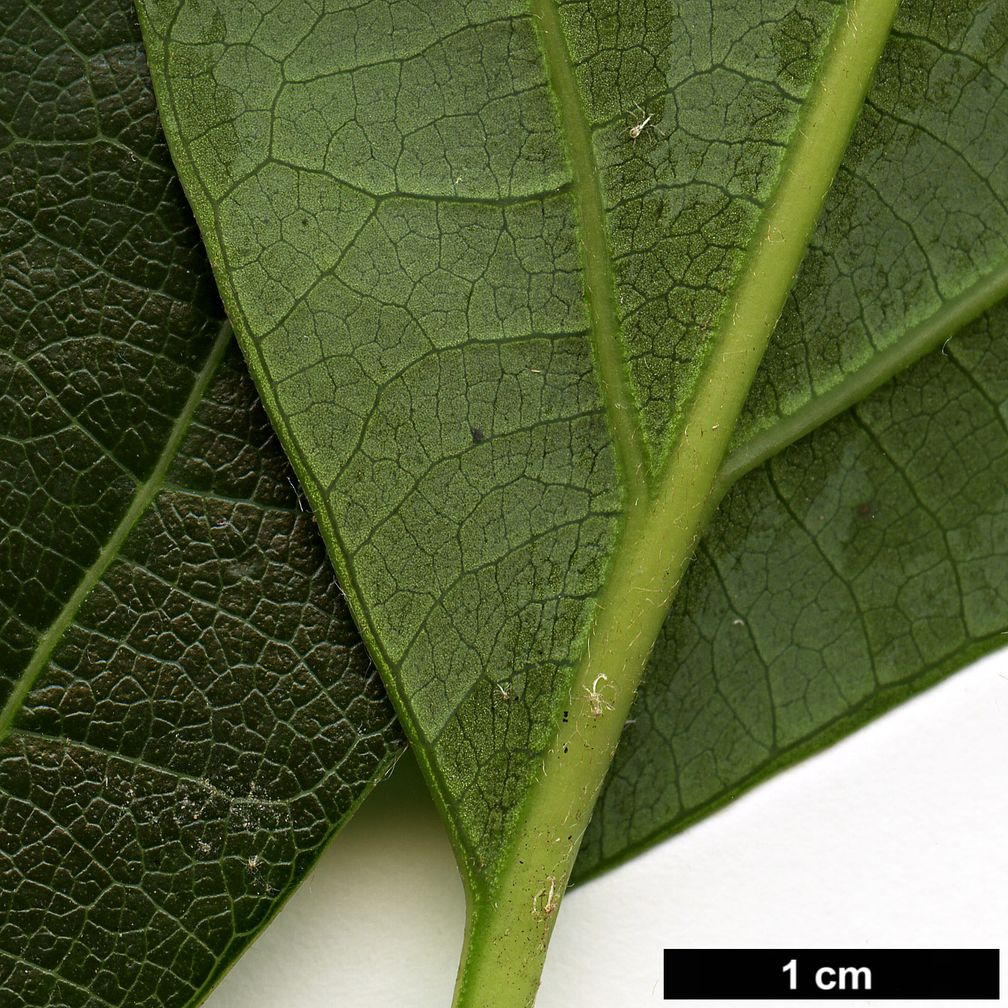 High resolution image: Family: Lauraceae - Genus: Parasassafras - Taxon: confertiflora