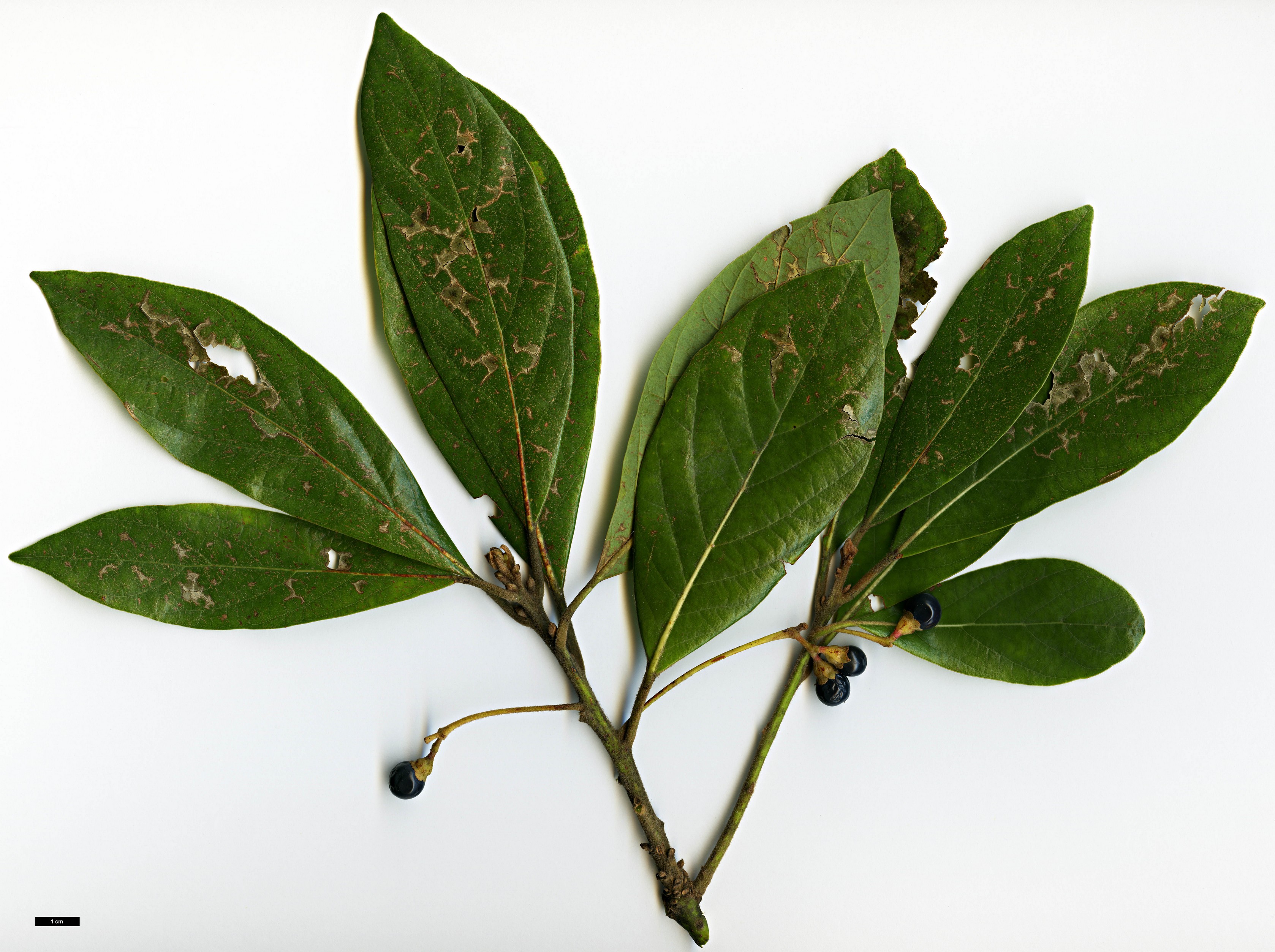 High resolution image: Family: Lauraceae - Genus: Persea - Taxon: borbonia