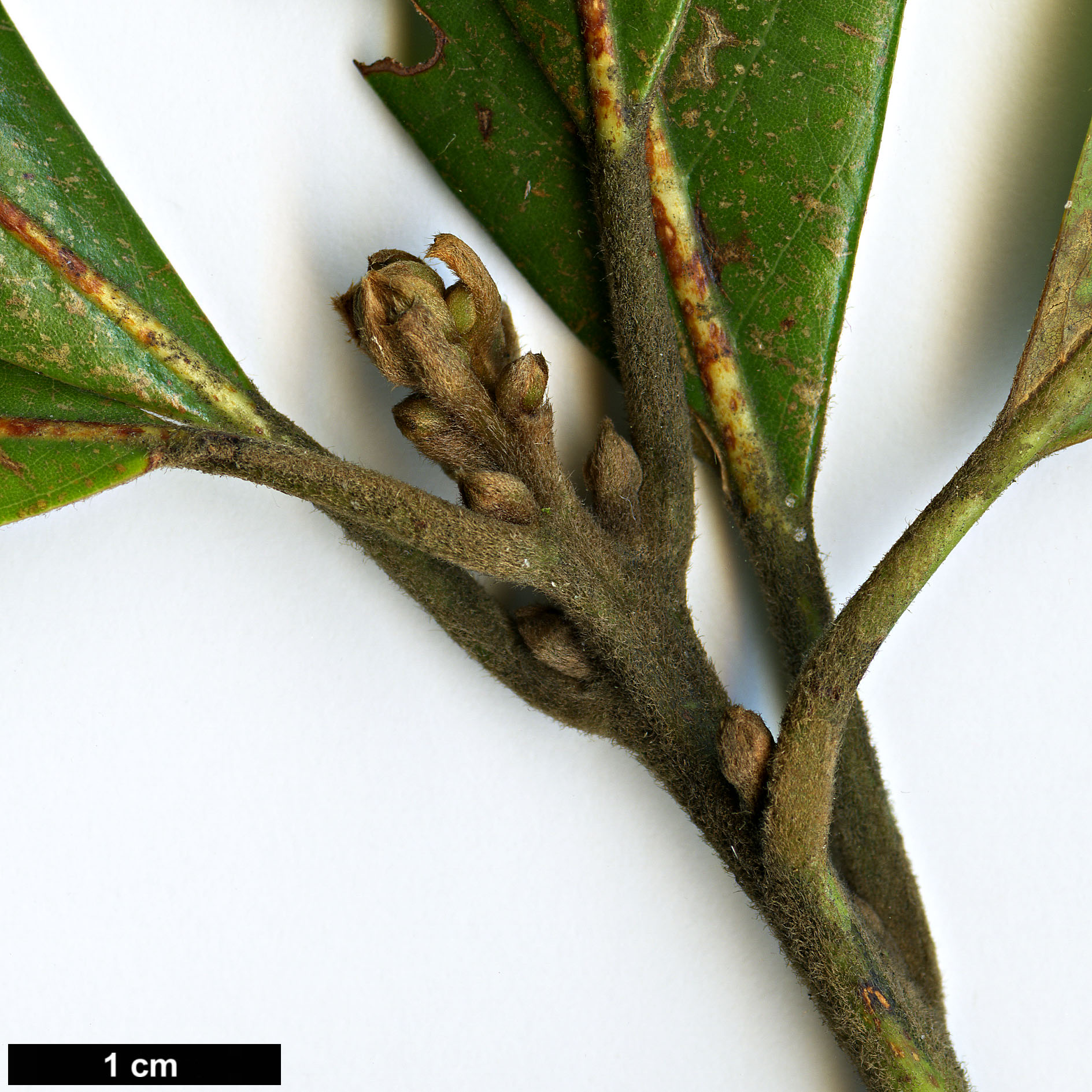 High resolution image: Family: Lauraceae - Genus: Persea - Taxon: borbonia