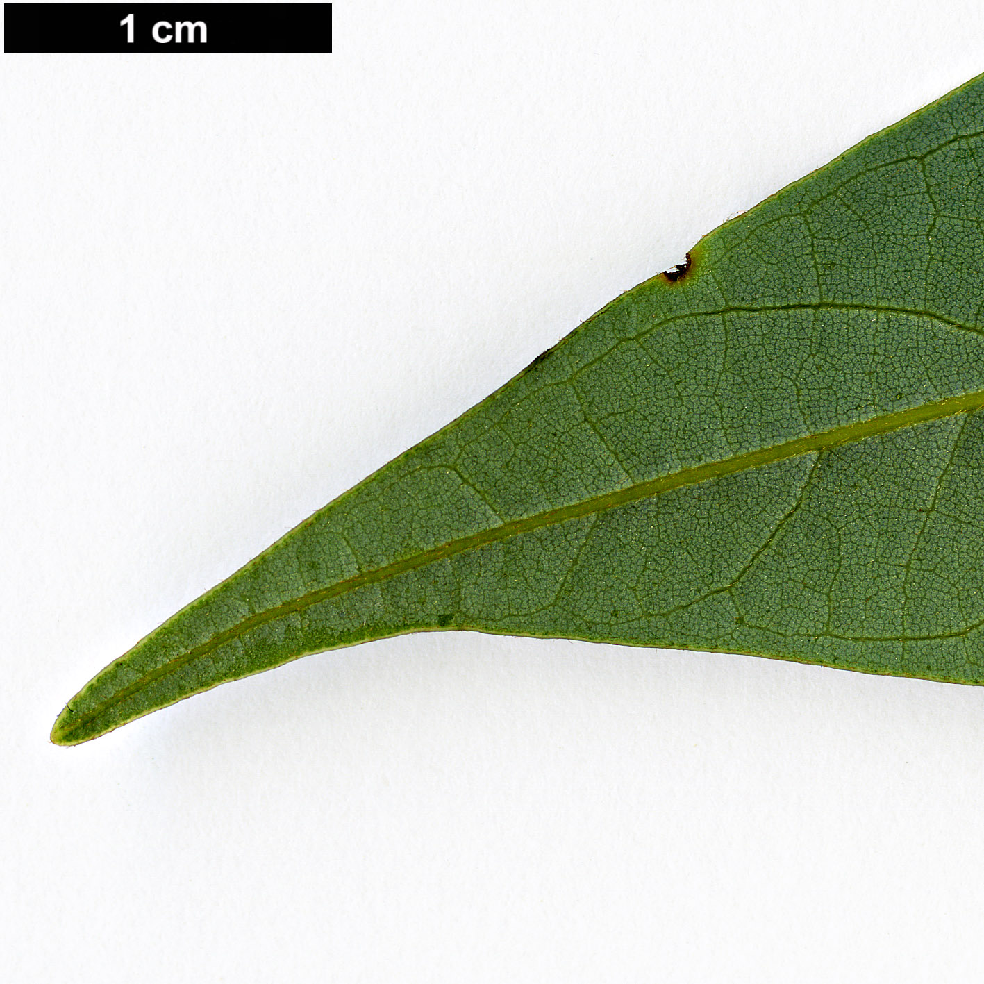 High resolution image: Family: Lauraceae - Genus: Persea - Taxon: bracteata