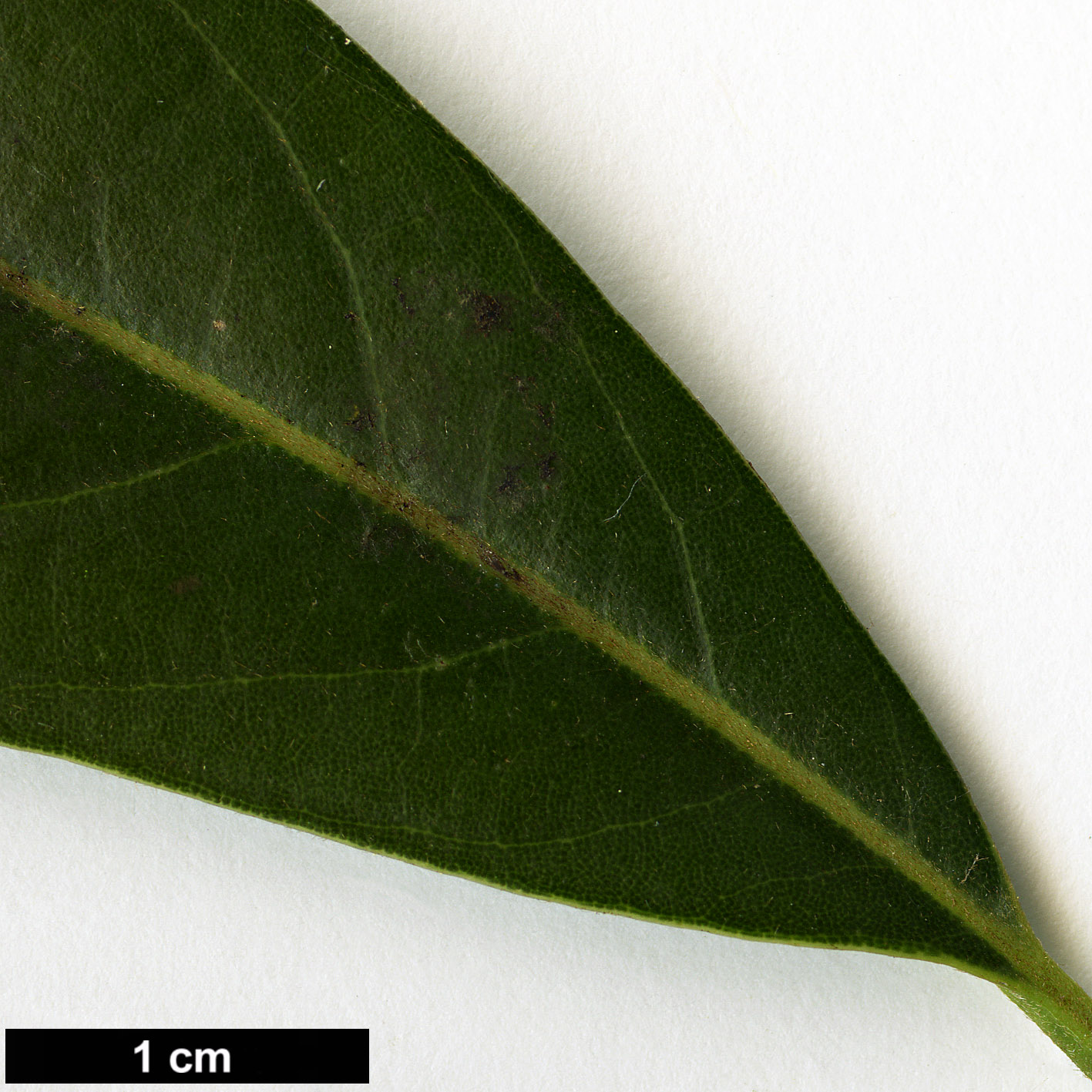 High resolution image: Family: Lauraceae - Genus: Persea - Taxon: bracteata