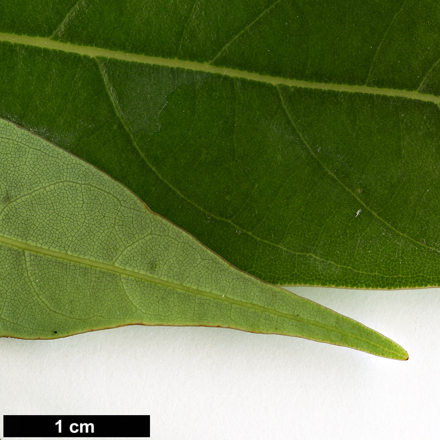 High resolution image: Family: Lauraceae - Genus: Persea - Taxon: ichangensis