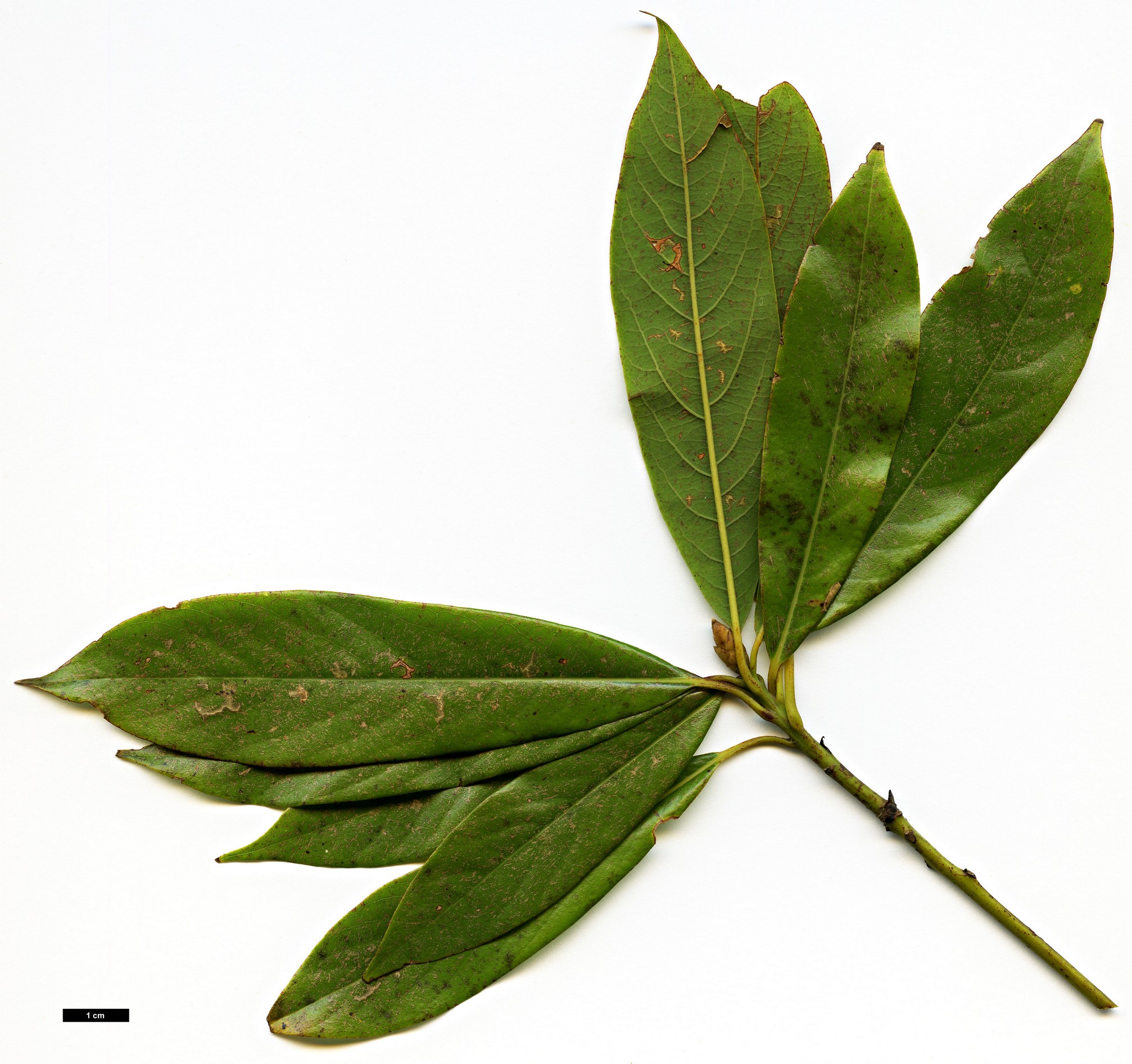 High resolution image: Family: Lauraceae - Genus: Phoebe - Taxon: bournei