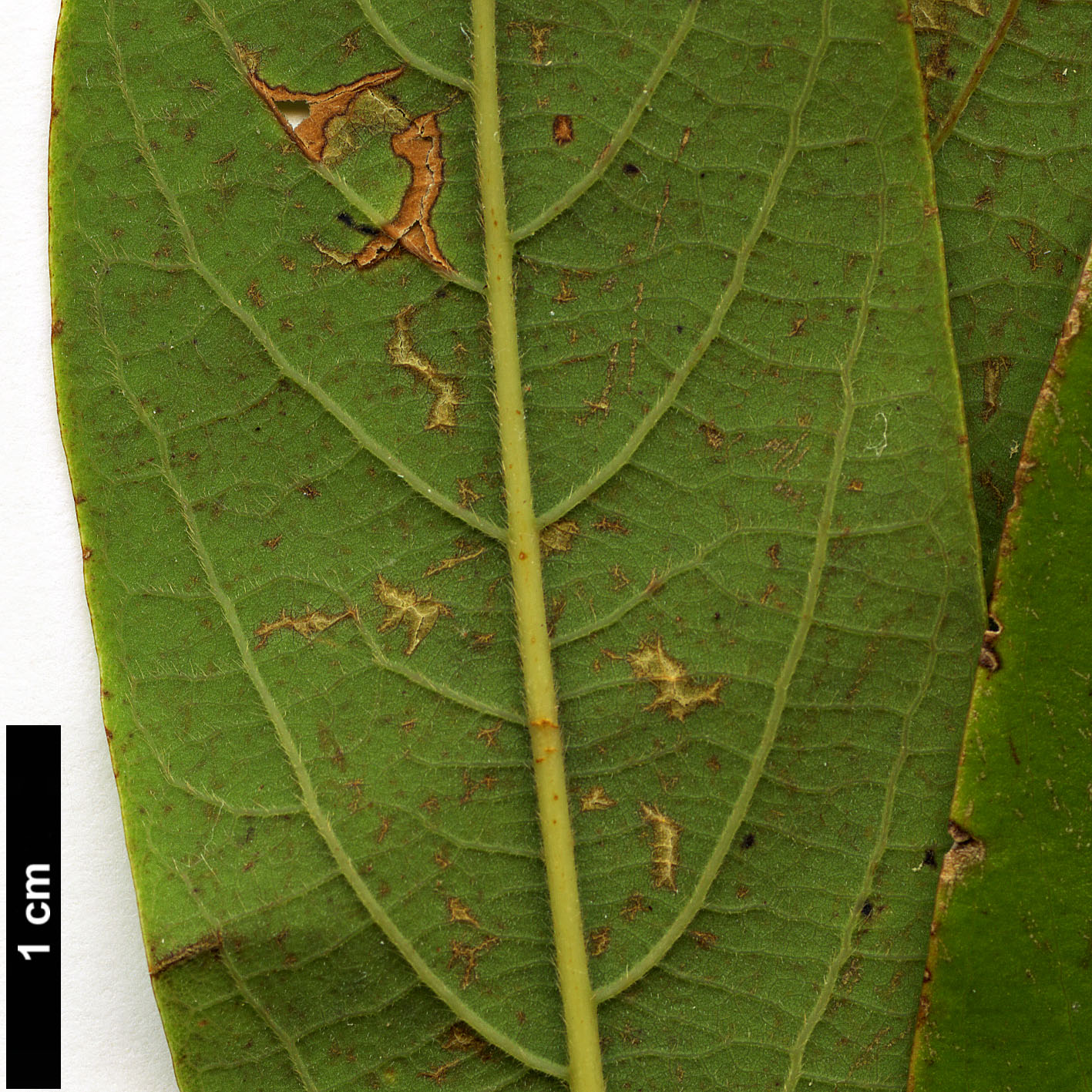 High resolution image: Family: Lauraceae - Genus: Phoebe - Taxon: bournei